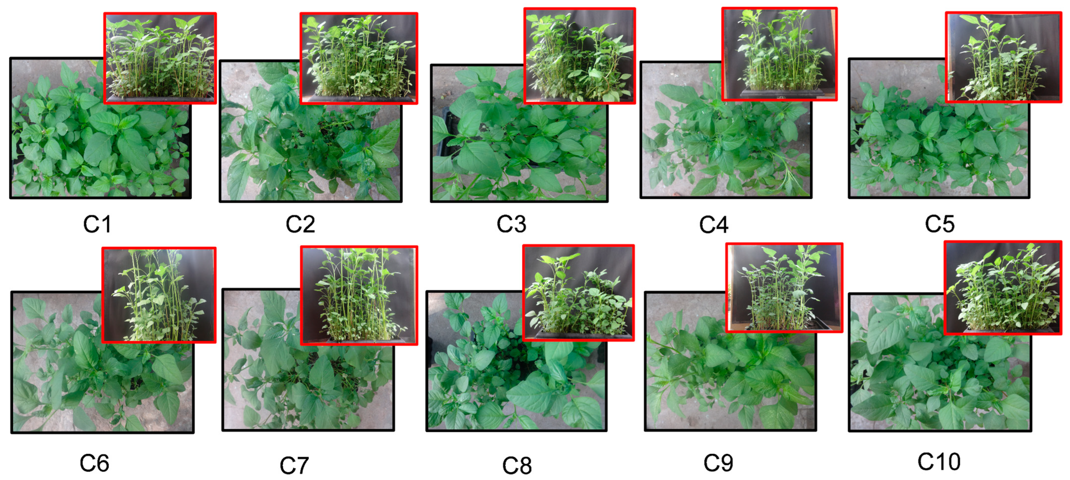 Agriculture 13 01238 g002 Agriculture 13 01238 g002