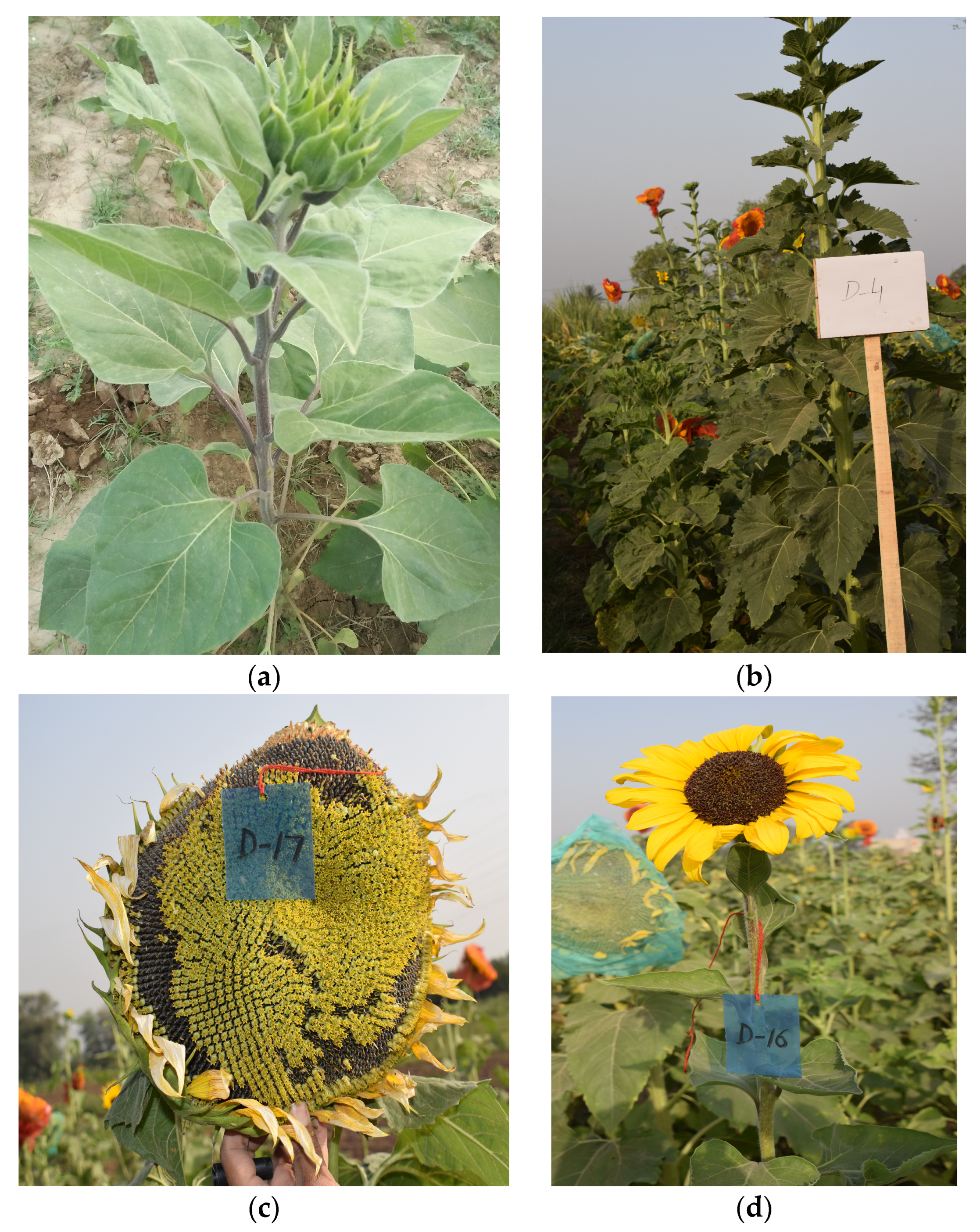 Image of Comparison of two sunflower plants, one that has been fertilized and one that has not been fertilized