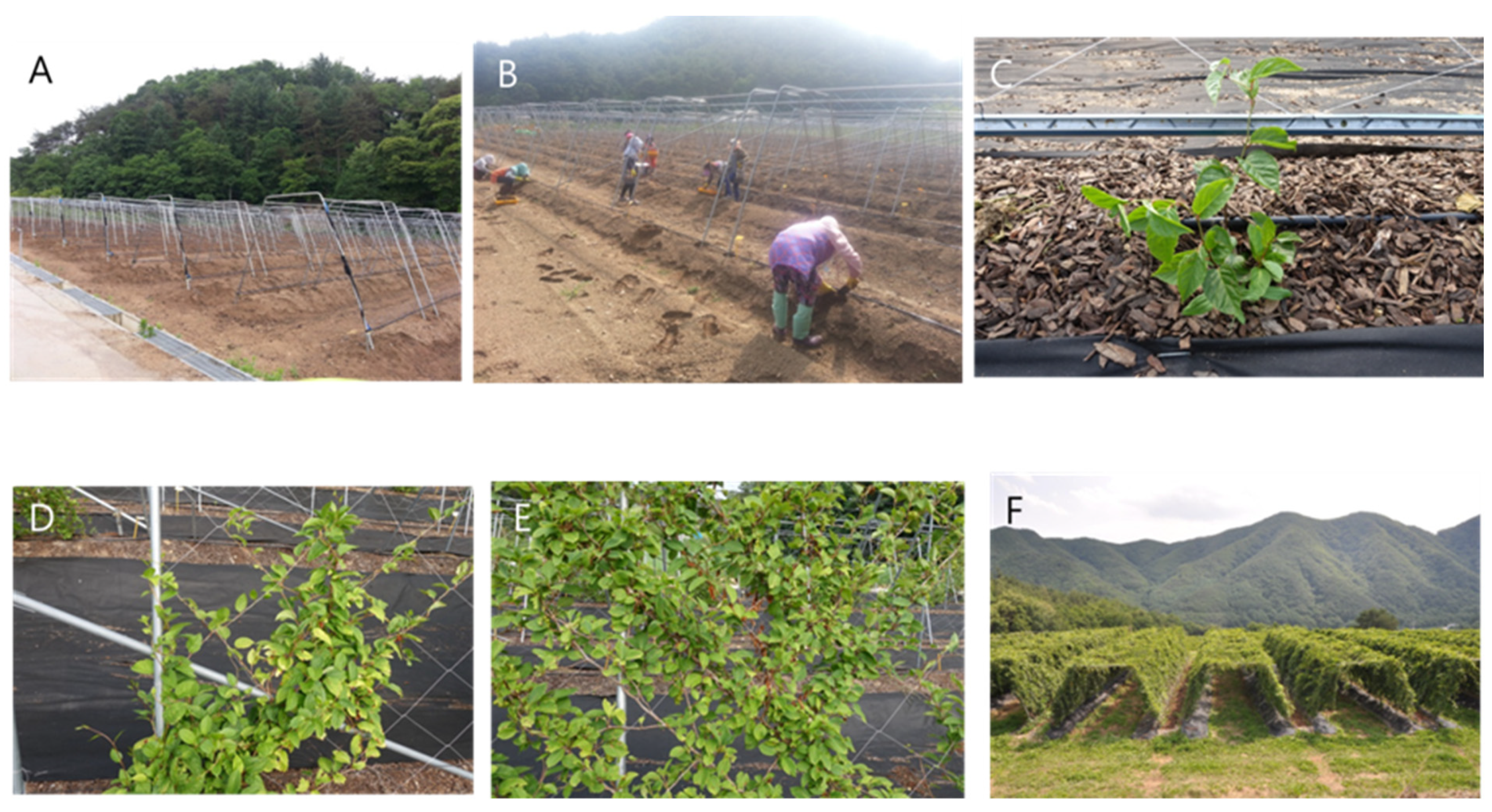 Agriculture 13 01256 g001