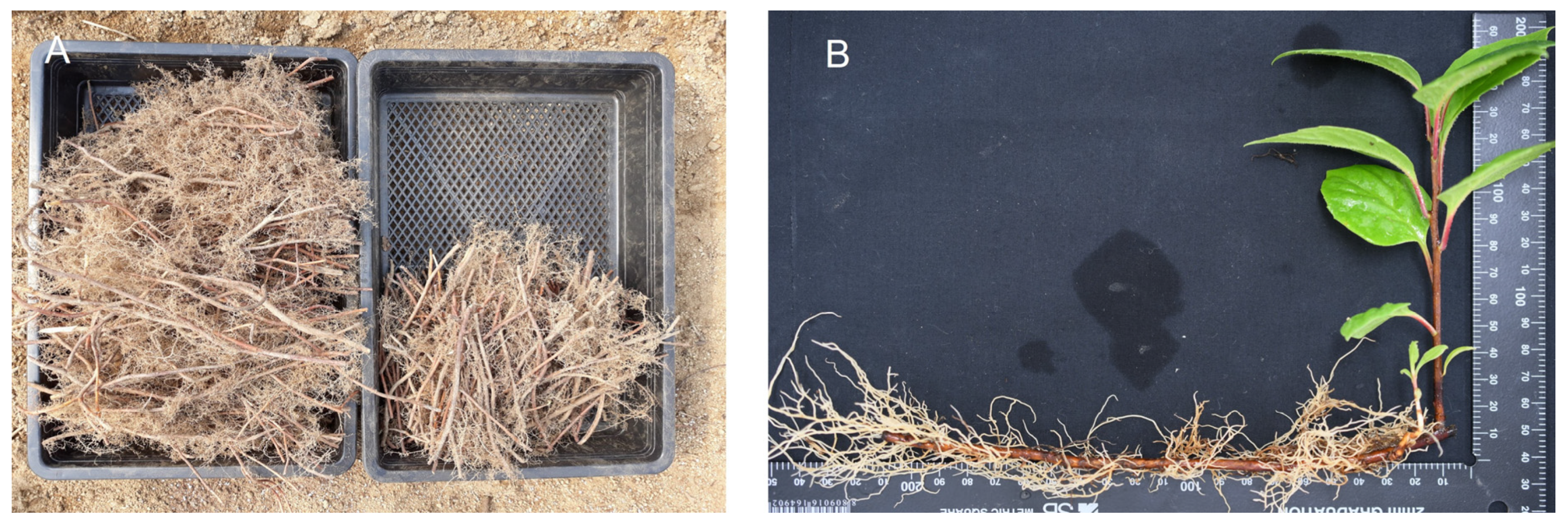 Agriculture 13 01256 g002