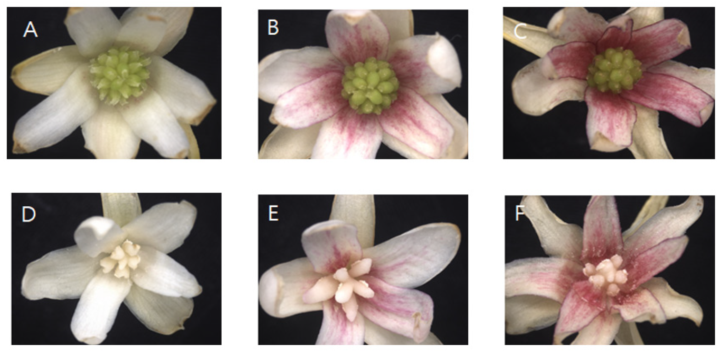 Agriculture 13 01256 g004