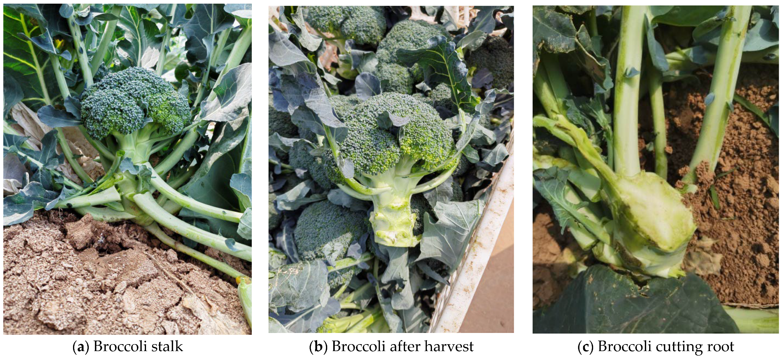 Agriculture 13 01267 g001 Agriculture 13 01267 g001