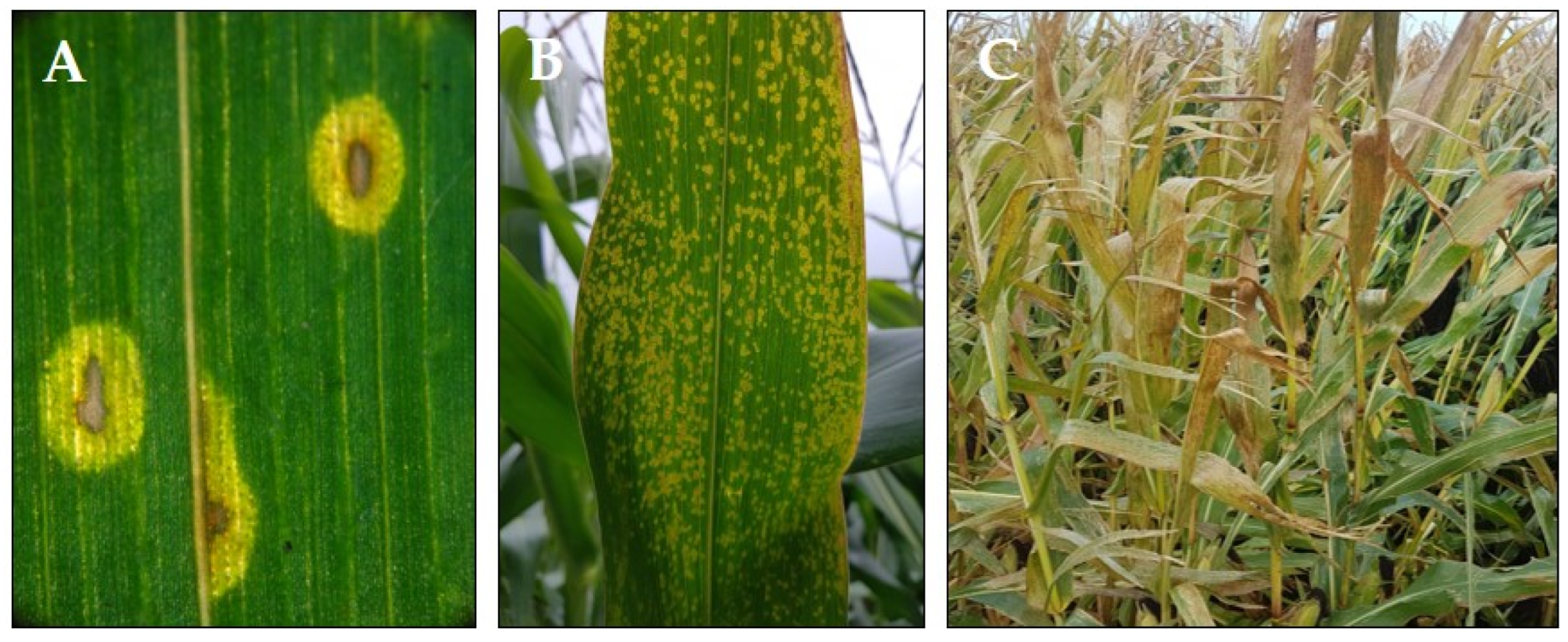 Agriculture 13 01269 g001 Agriculture 13 01269 g001