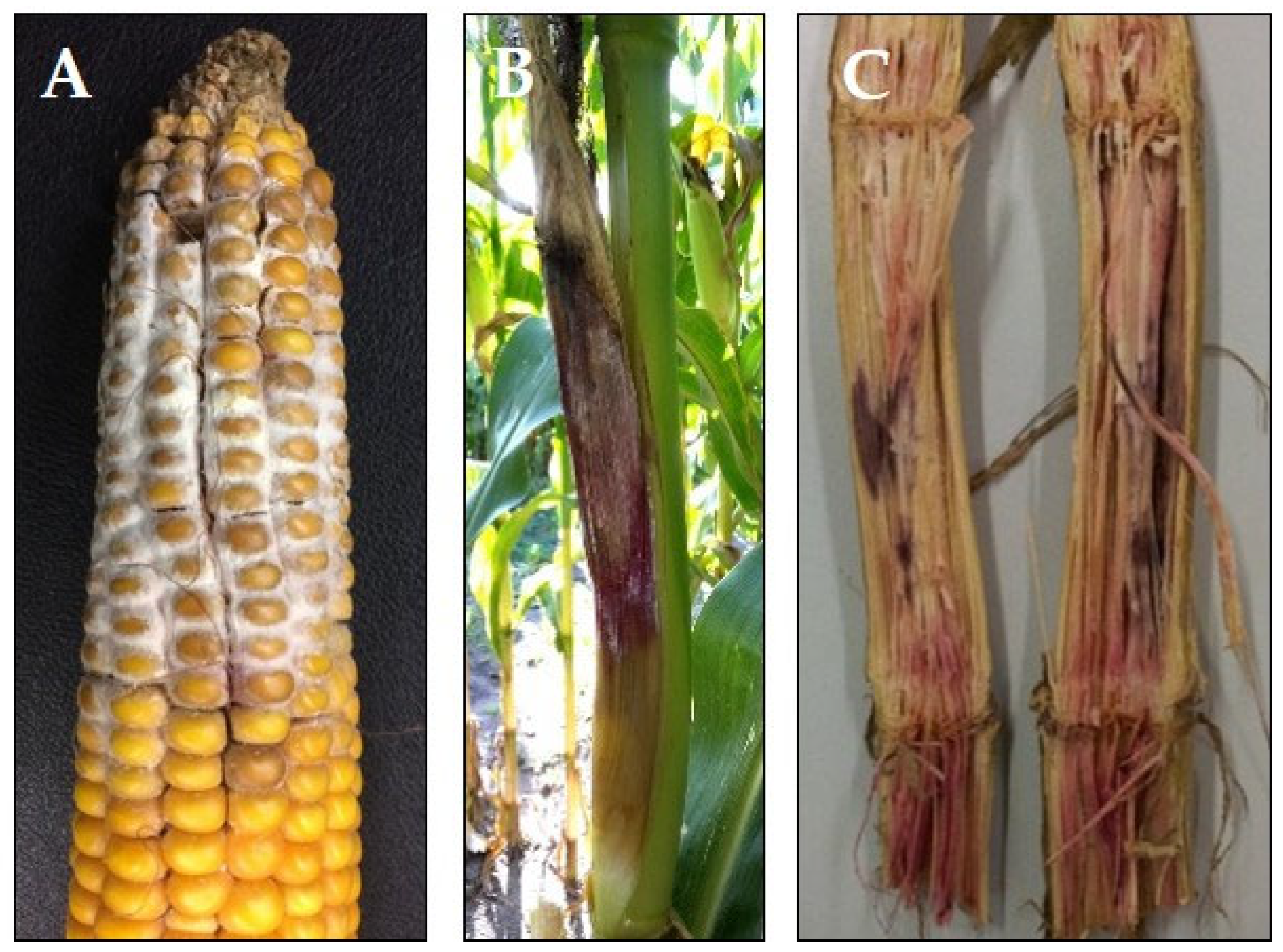 Agriculture 13 01269 g002 Agriculture 13 01269 g002