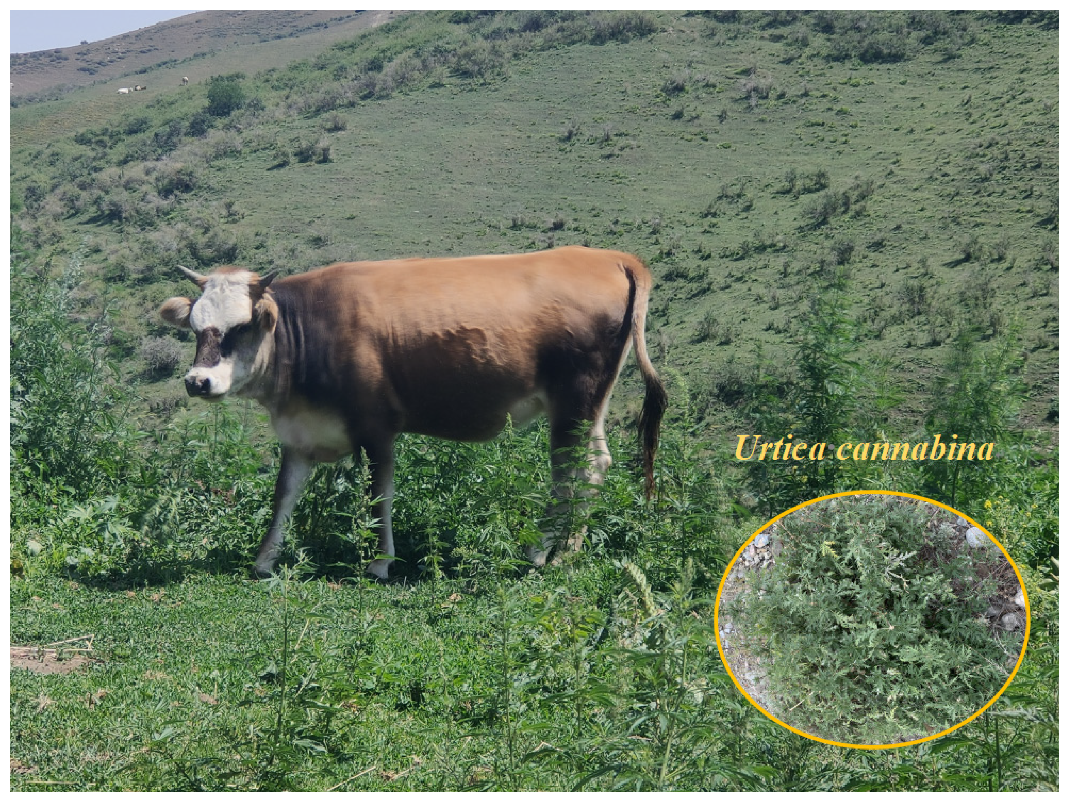 Agriculture 13 01271 g001