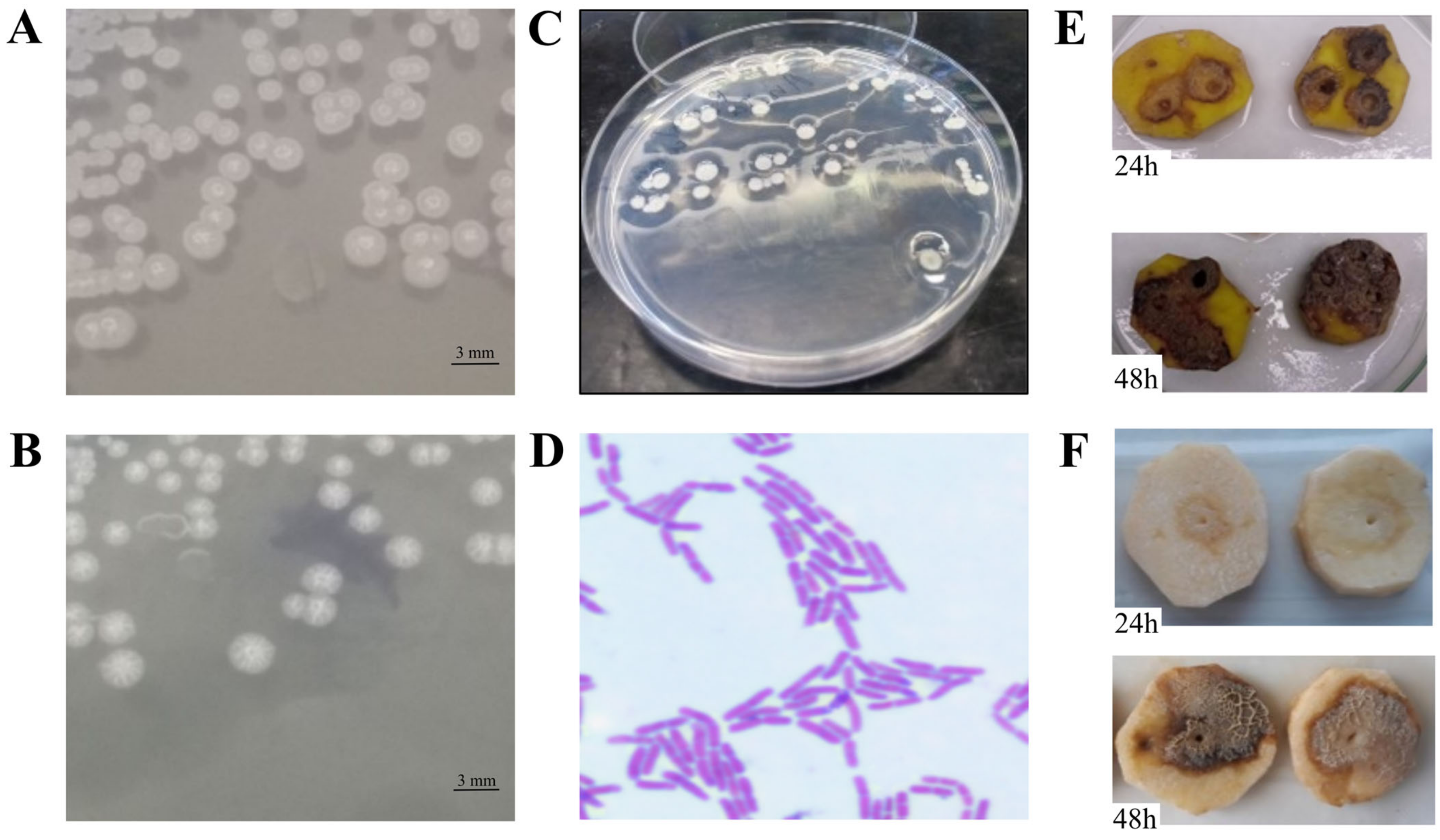 Agriculture 13 01275 g002 Agriculture 13 01275 g002