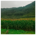 Agriculture 13 01283 i006 Agriculture 13 01283 i006