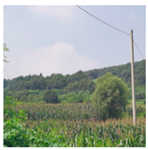 Agriculture 13 01283 i009 Agriculture 13 01283 i009