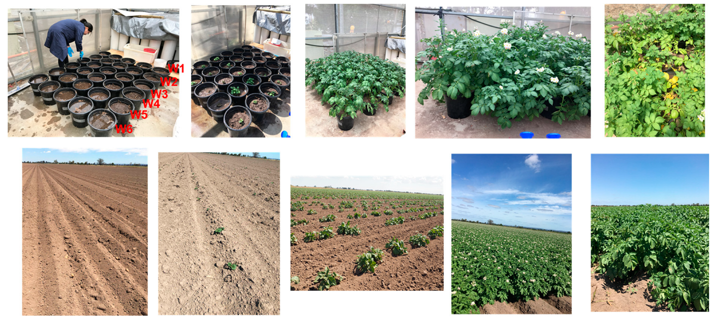 Agriculture 13 01297 g002