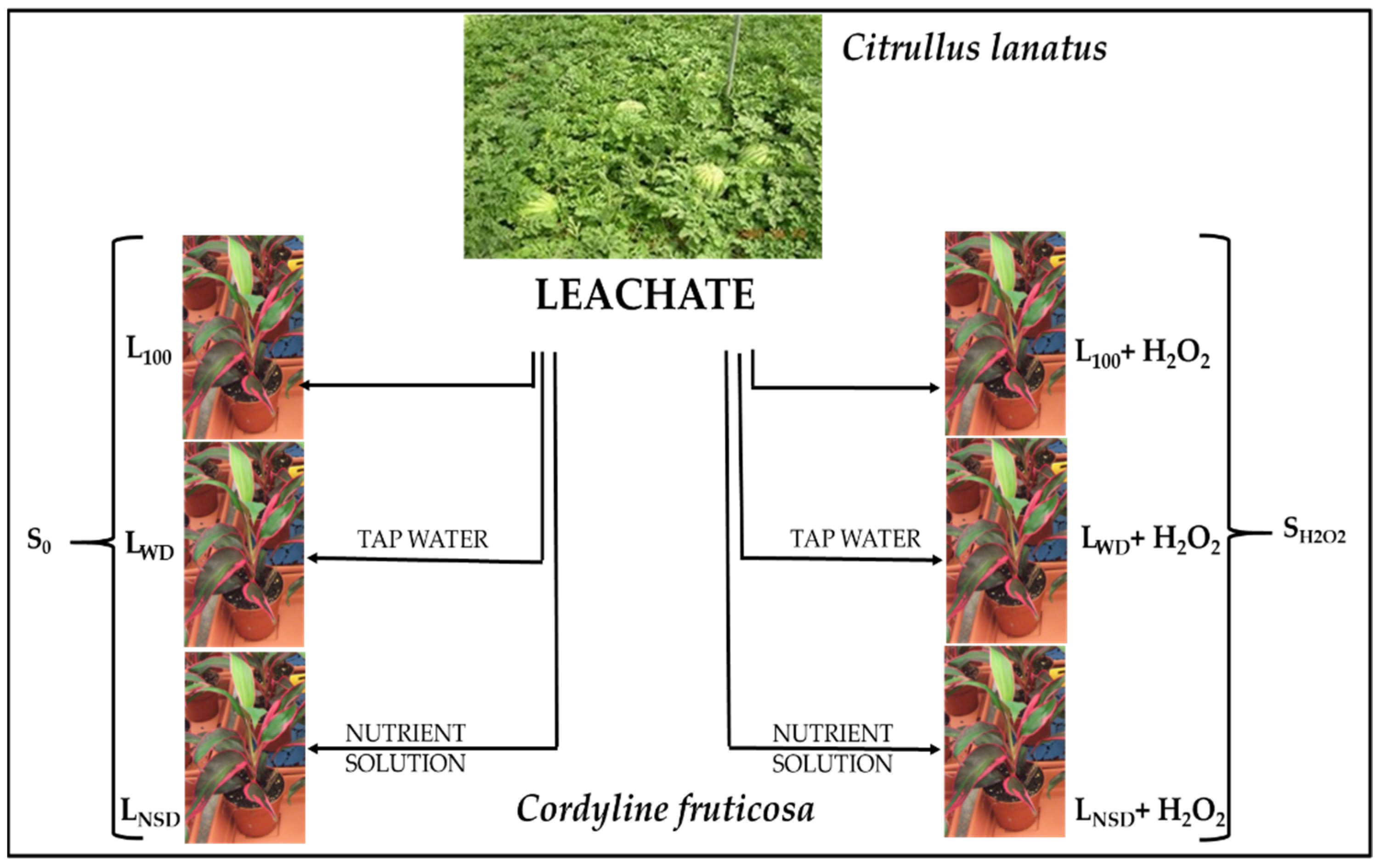 Agriculture 13 01326 g001