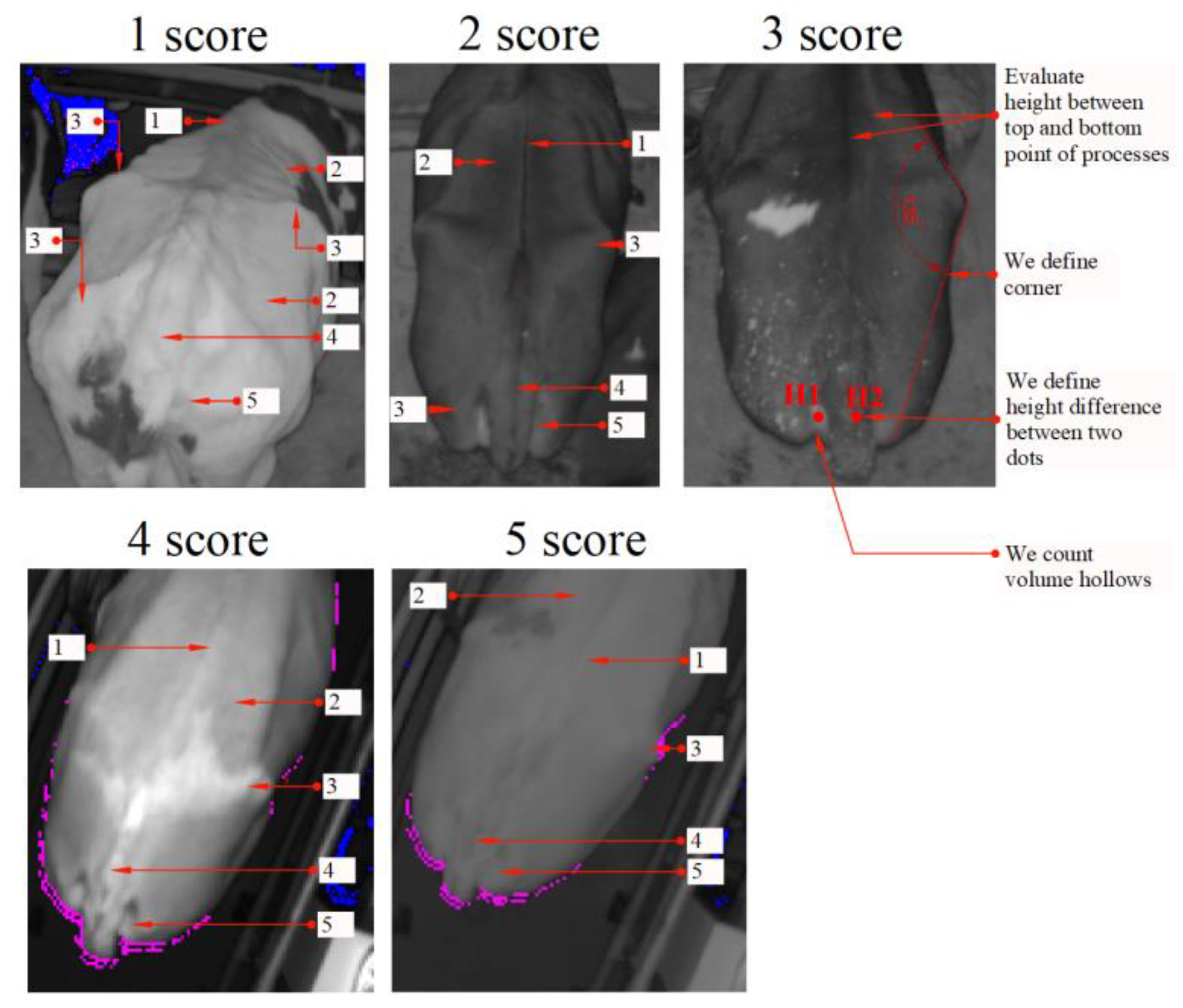 Agriculture 13 01363 g005