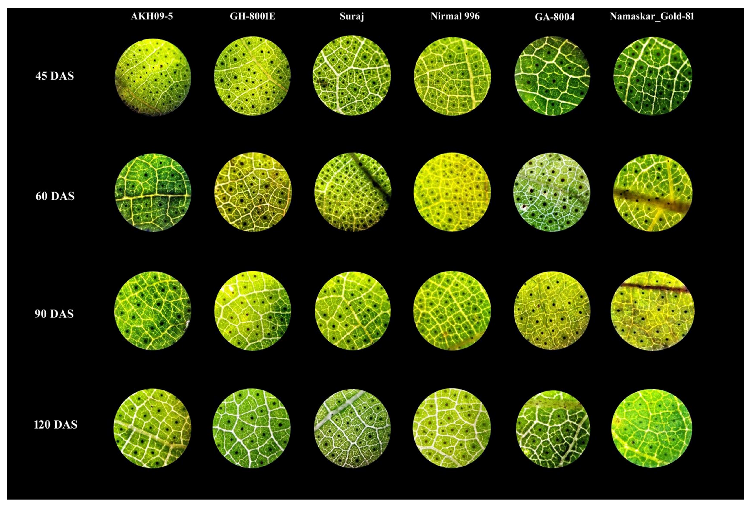 Agriculture 13 01402 g004