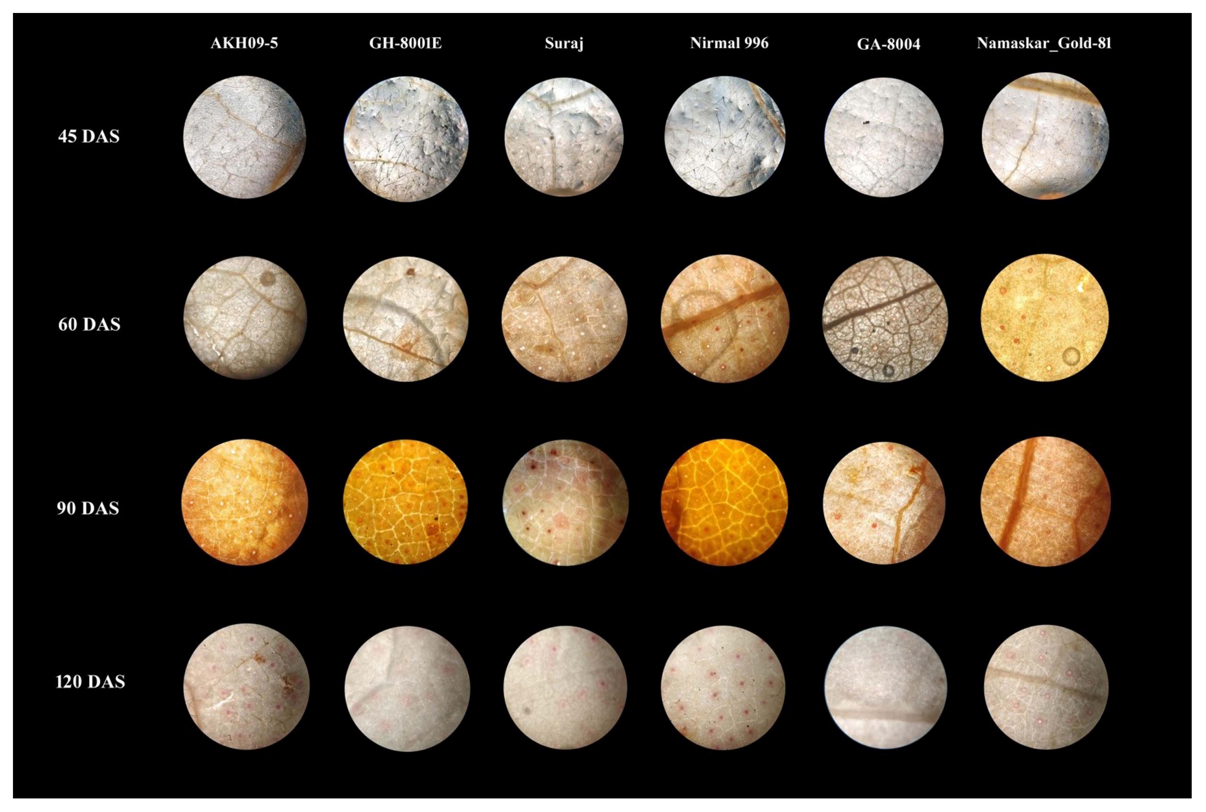 Agriculture 13 01402 g005