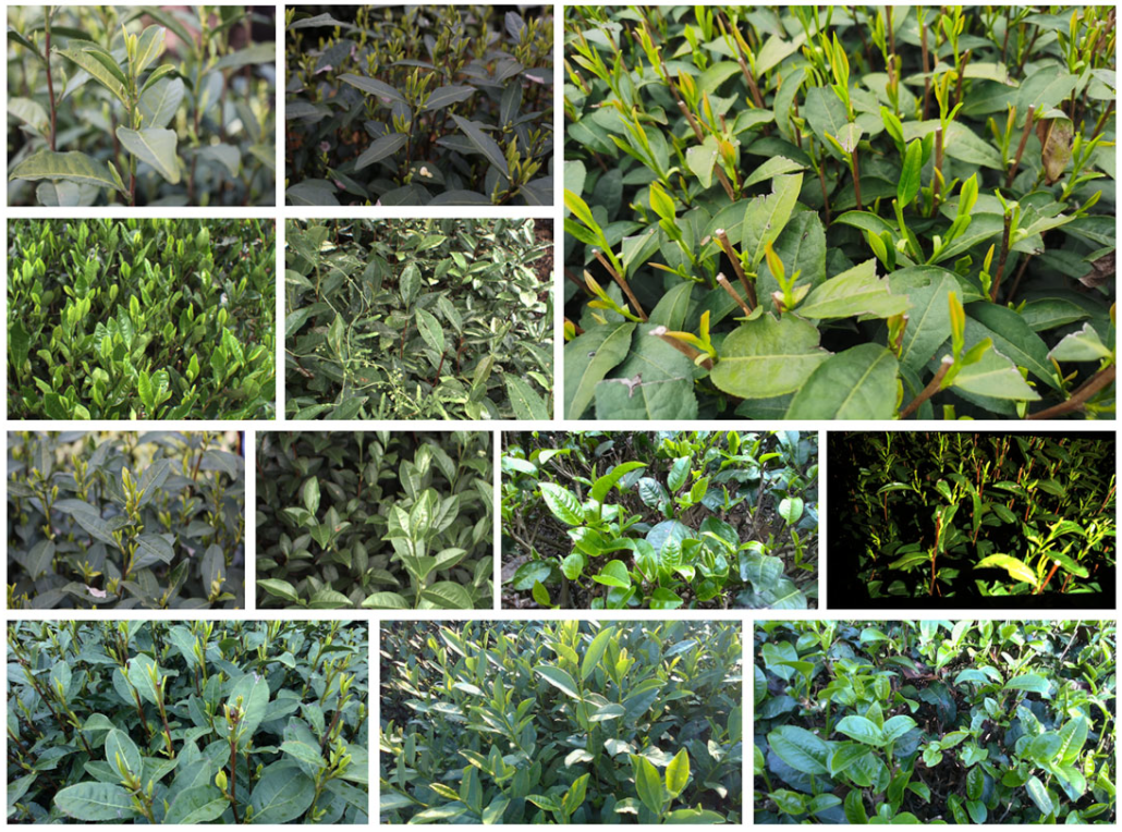 Agriculture 13 01405 g010