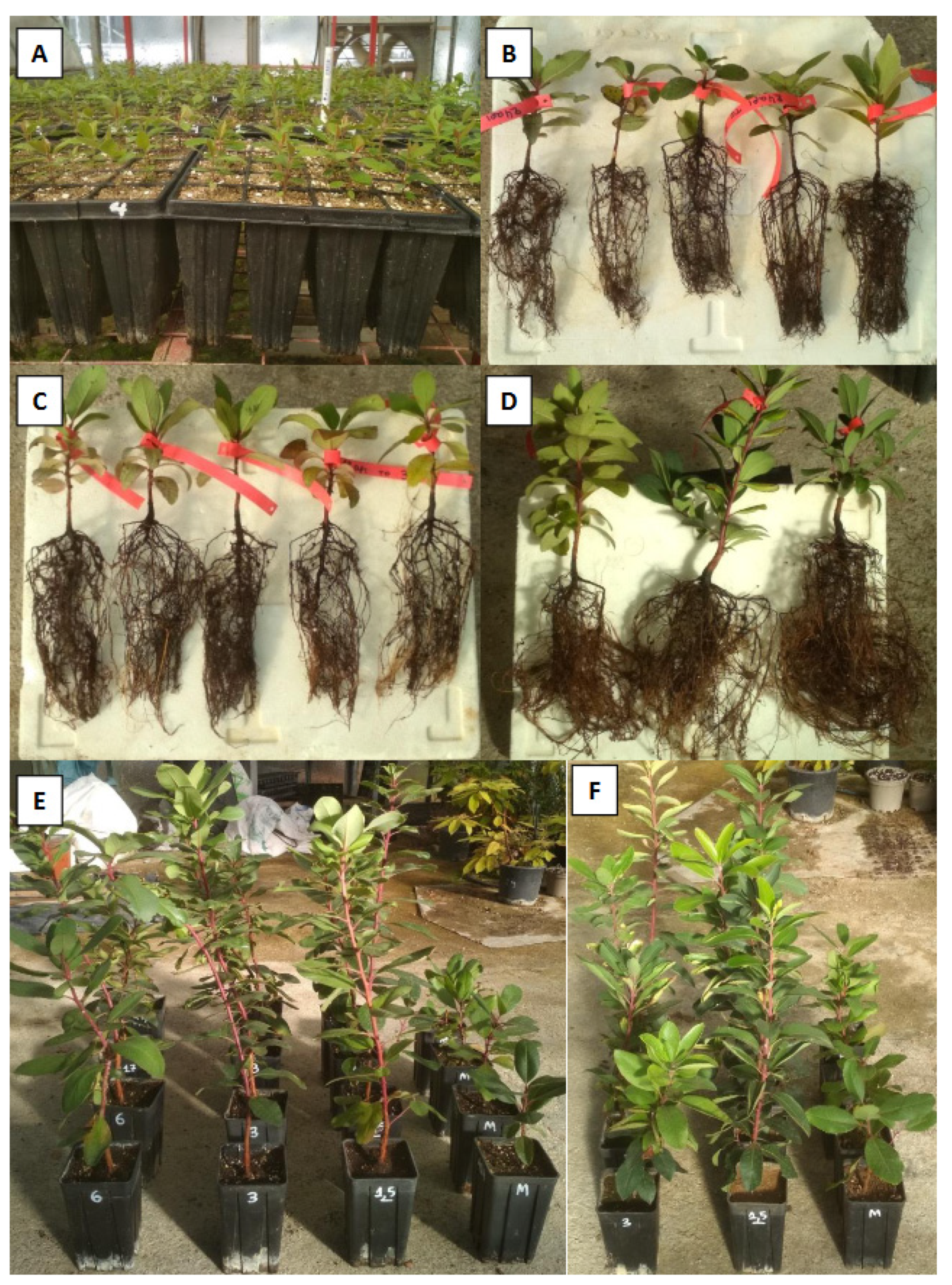 Agriculture 13 01428 g003