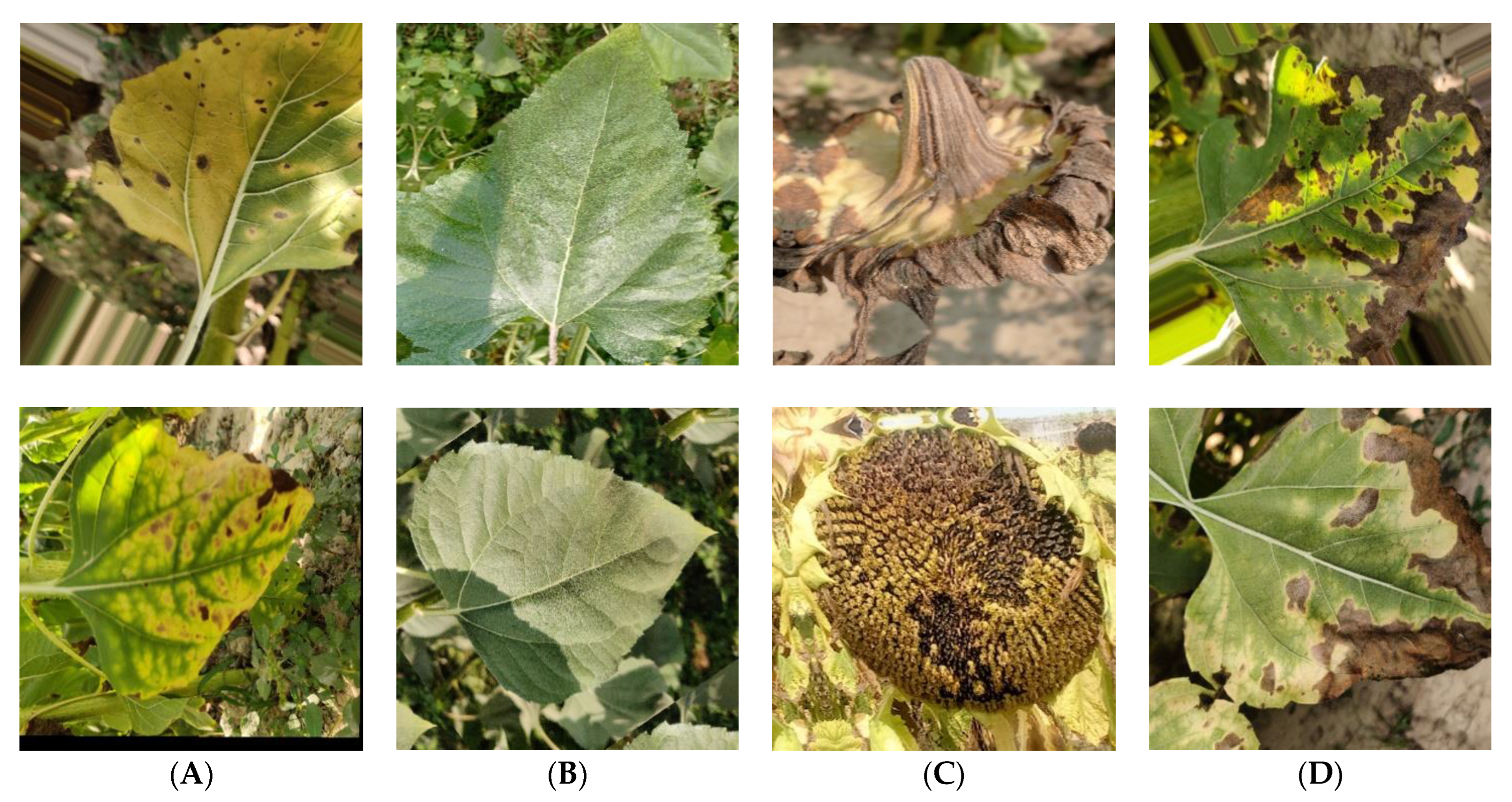 Agriculture 13 01479 g002 Agriculture 13 01479 g002