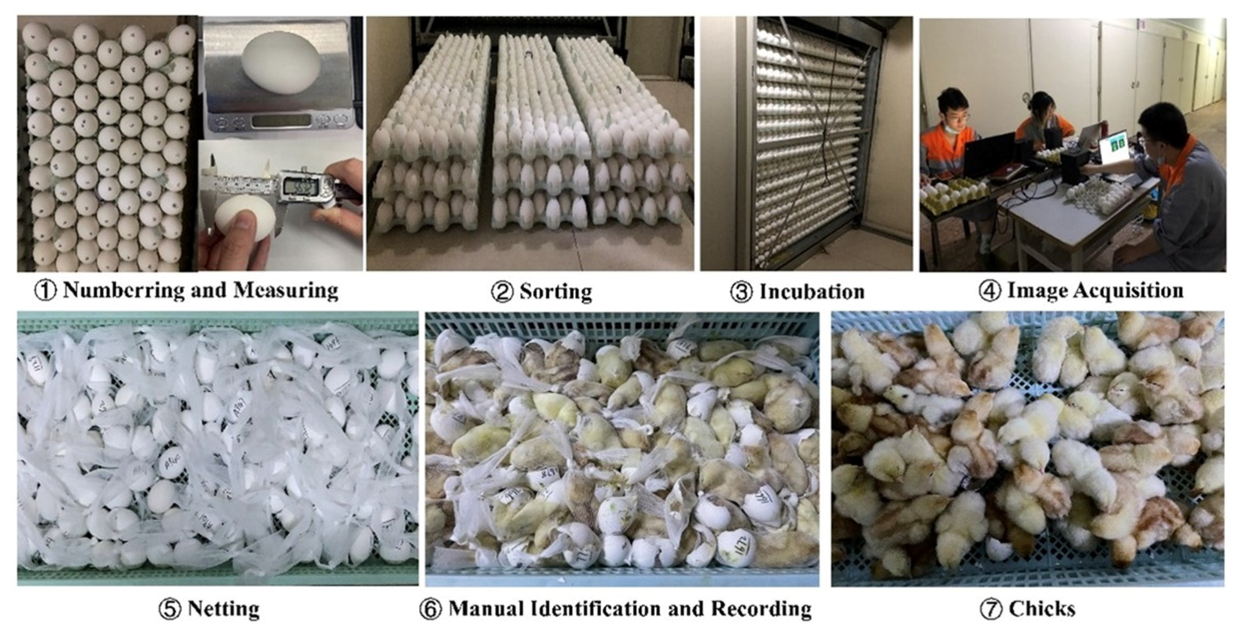 Agriculture 13 01480 g002