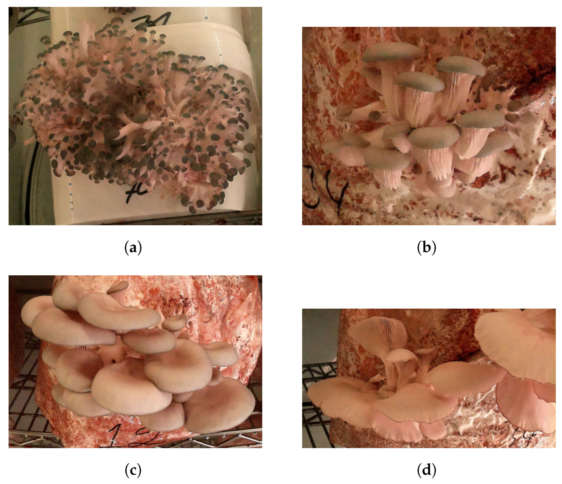 Agriculture 13 01533 g001