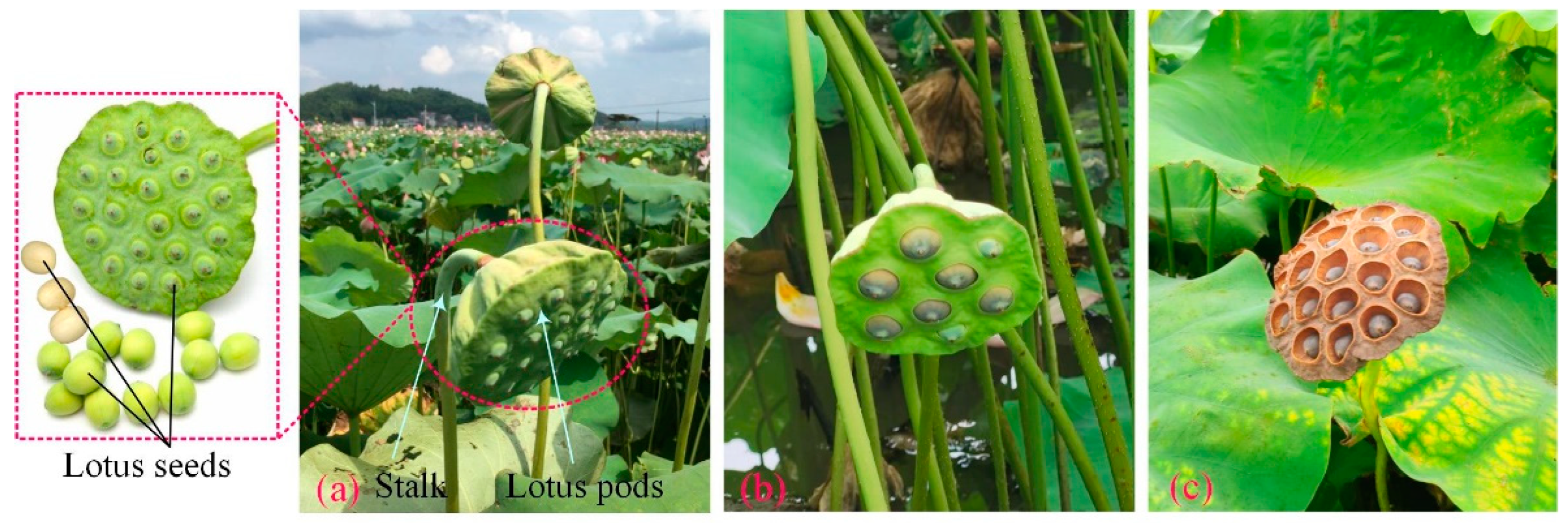 Agriculture 13 01568 g001 550