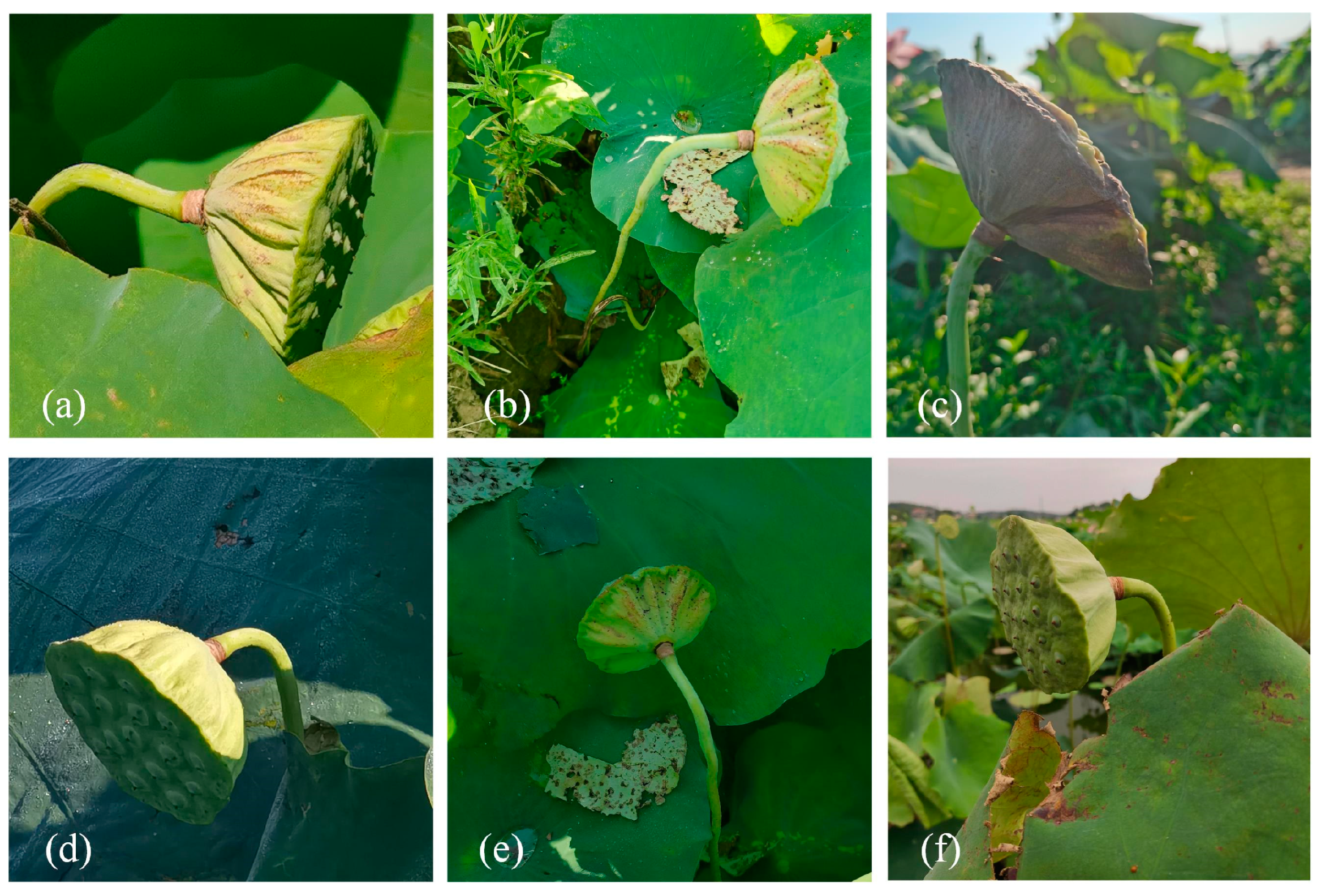 Agriculture 13 01568 g002 550