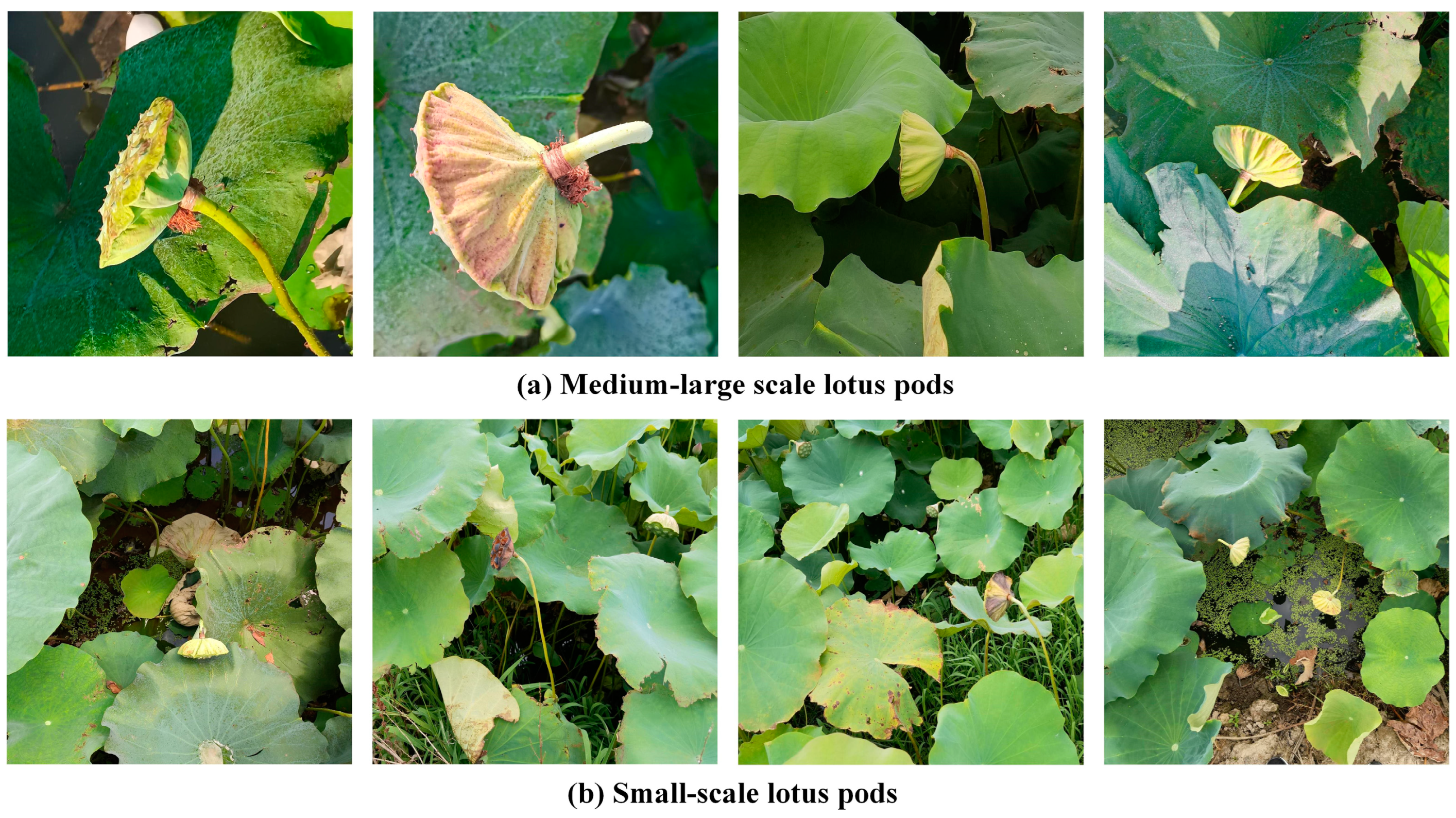 Agriculture 13 01568 g003 550