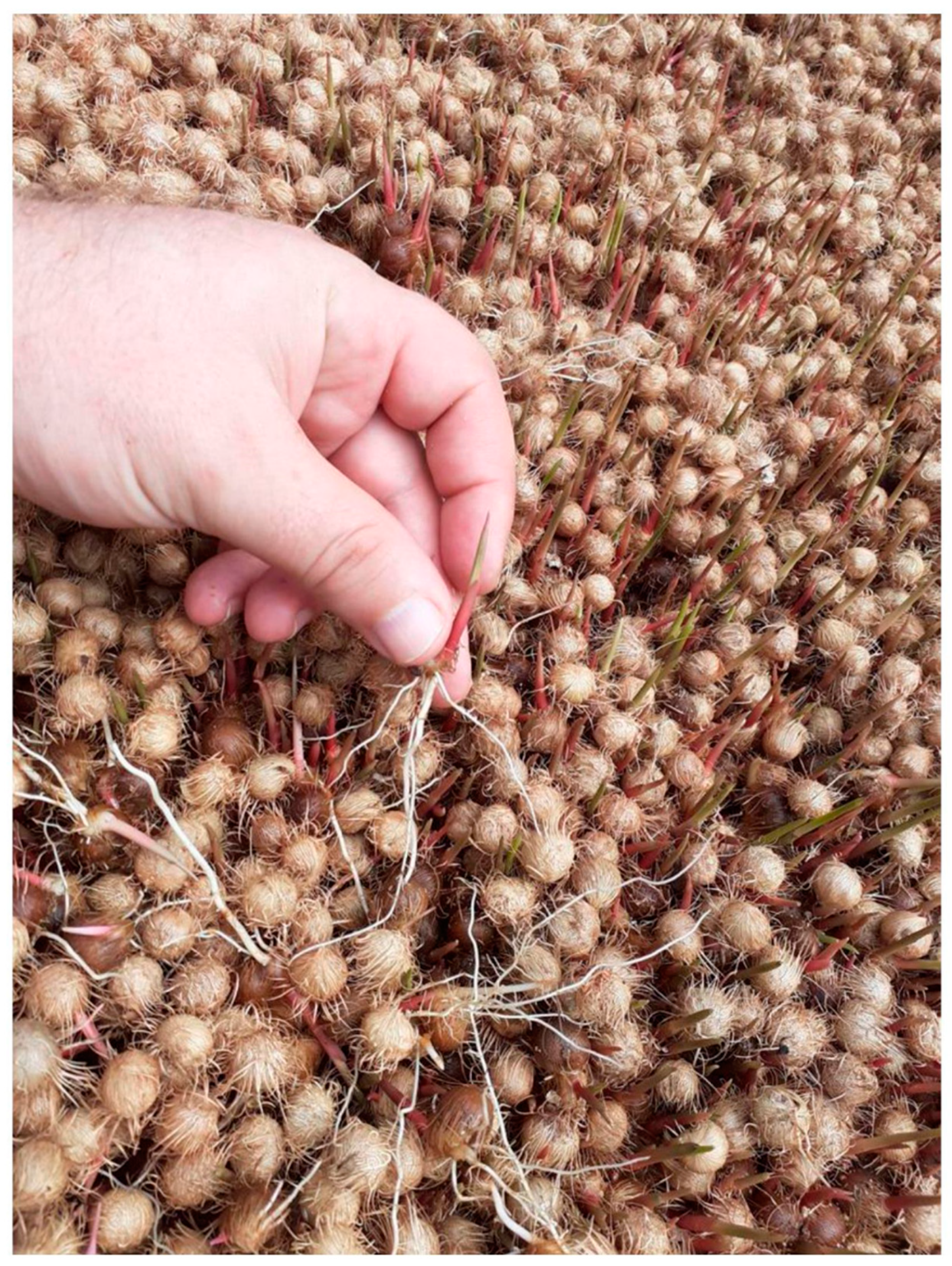 Agriculture 13 01581 g002