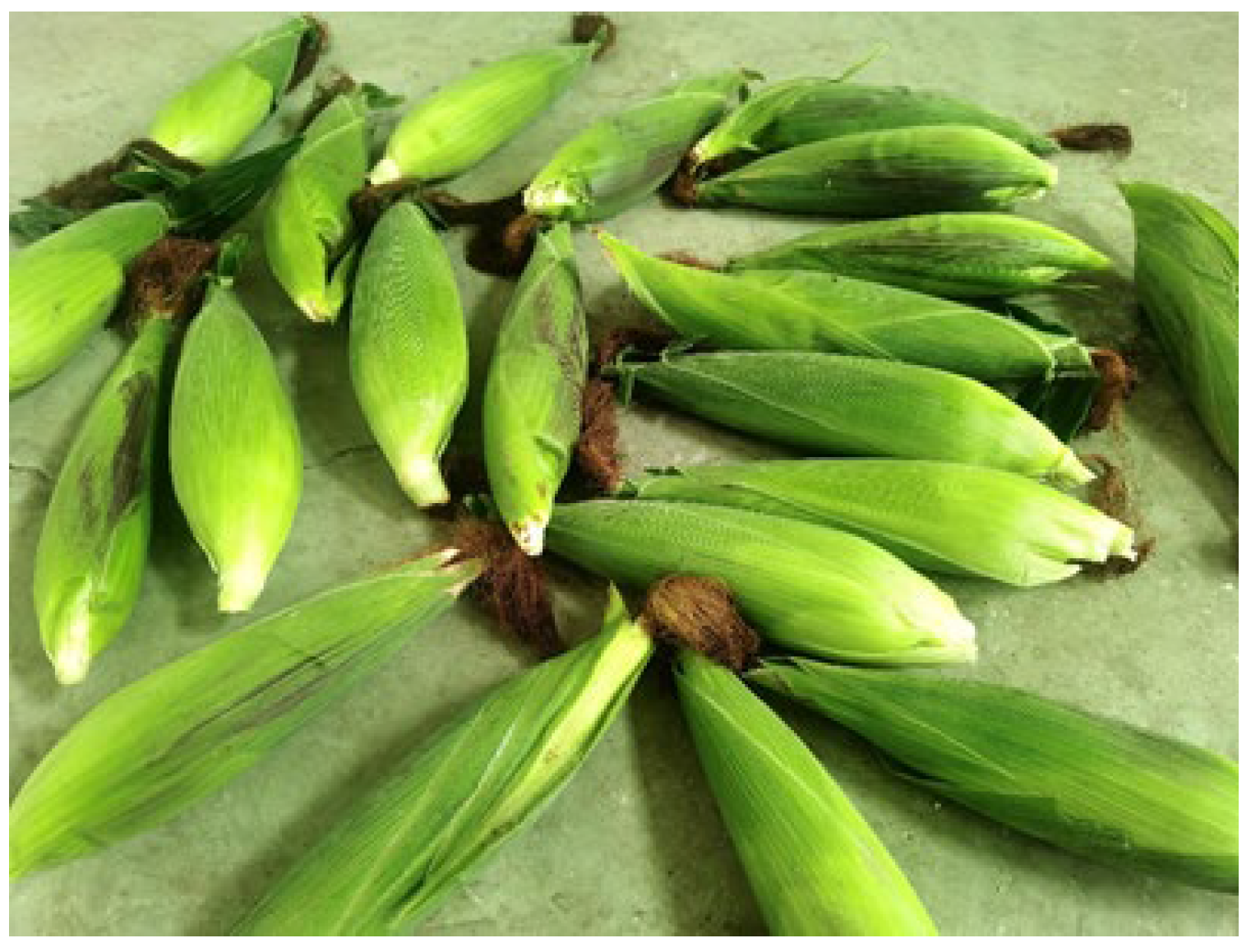 Agriculture 13 01585 g005