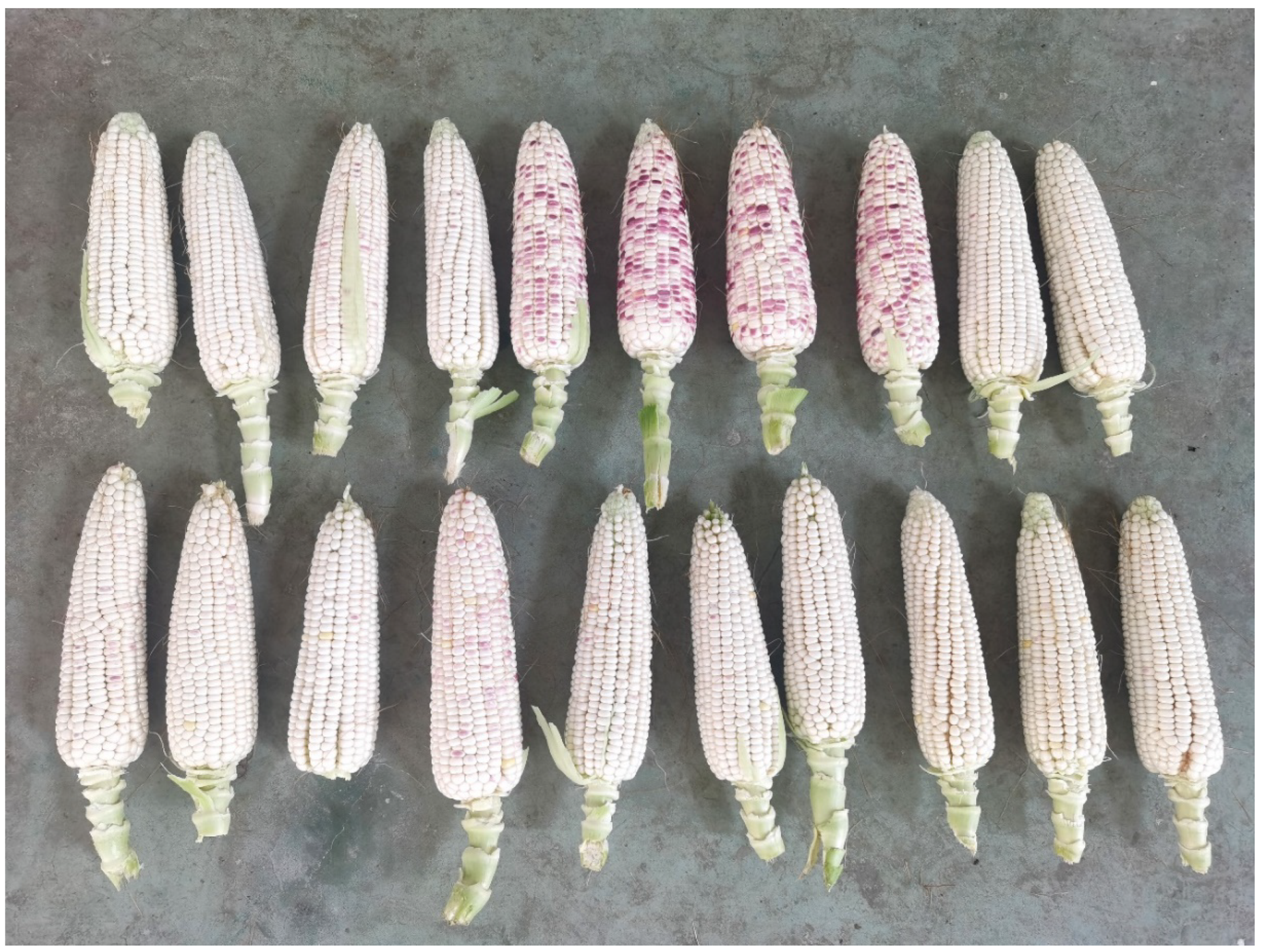 Agriculture 13 01585 g008