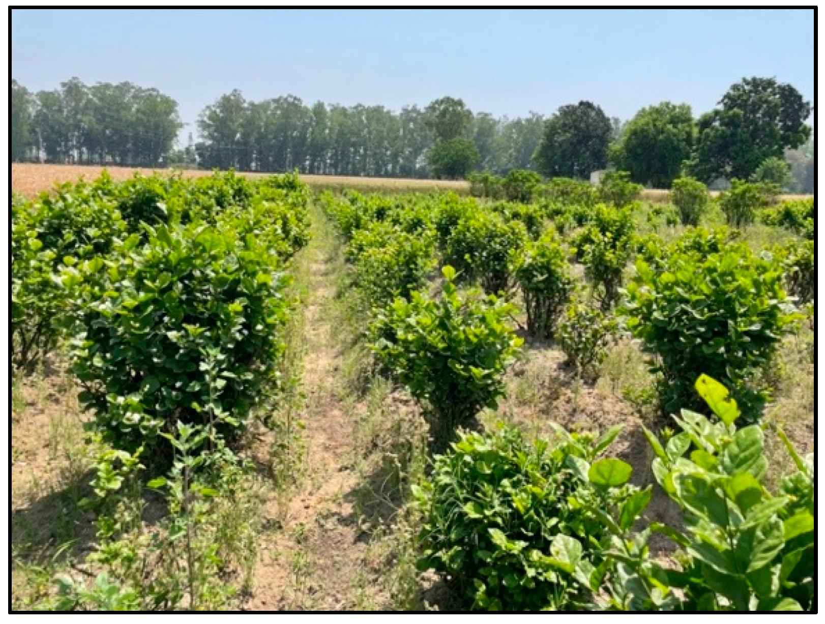 Agriculture 13 01595 g001