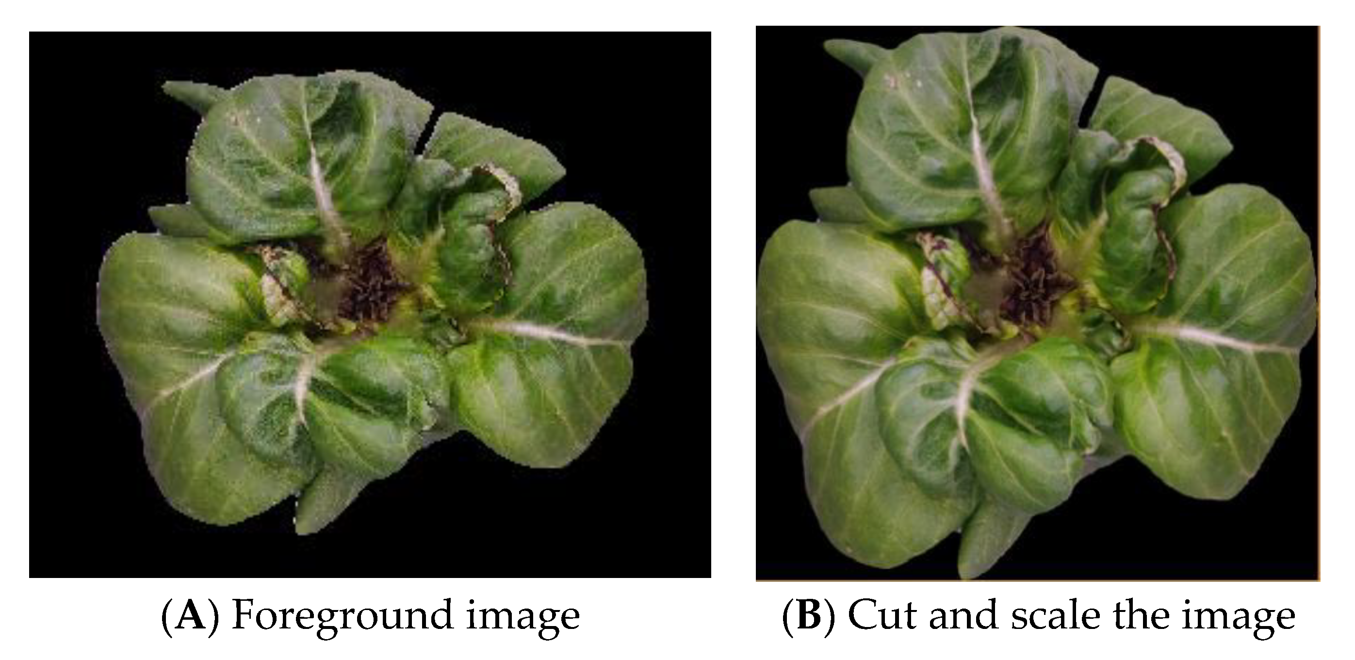 Agriculture 13 01614 g015 Agriculture 13 01614 g015