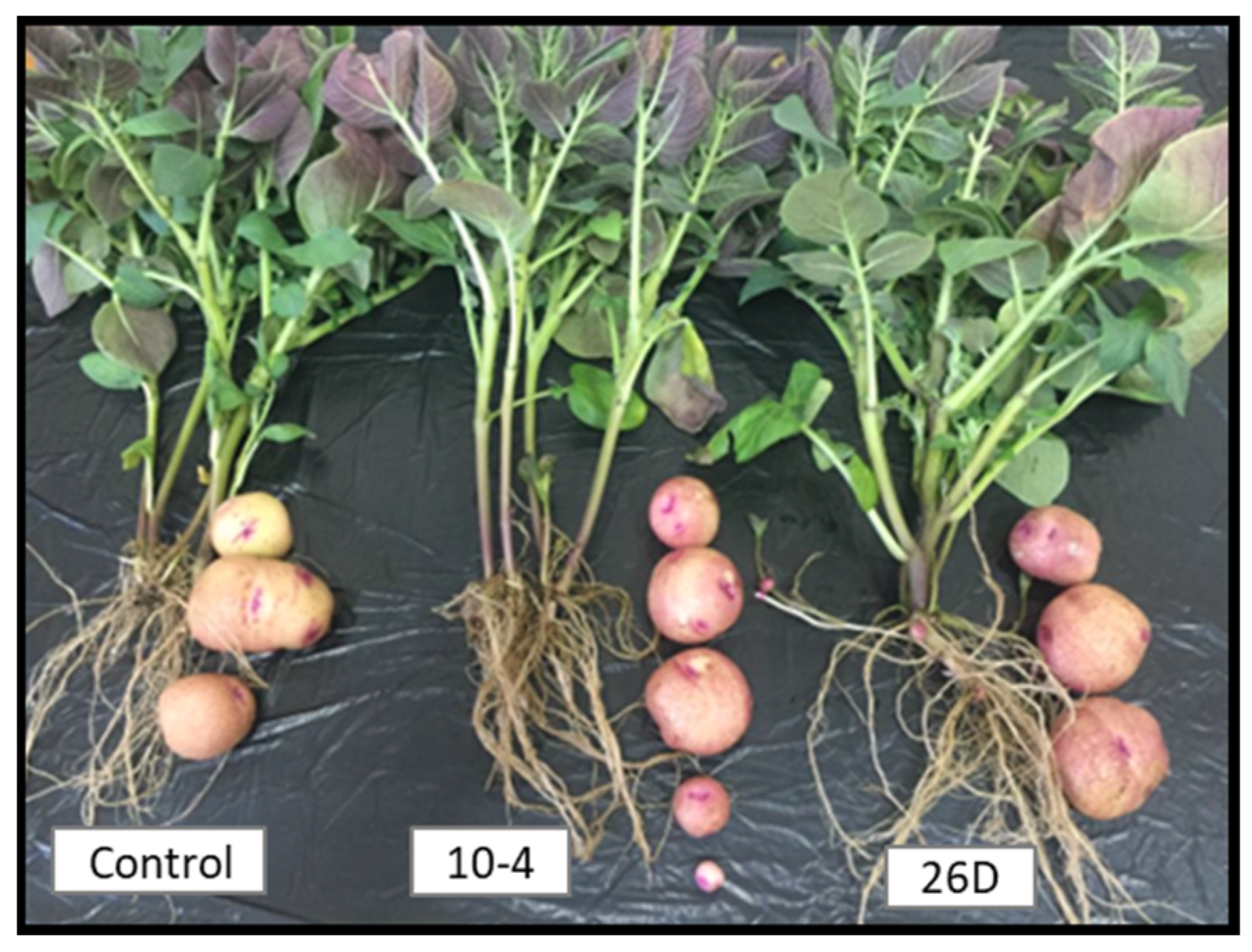 Agriculture 13 01626 g006