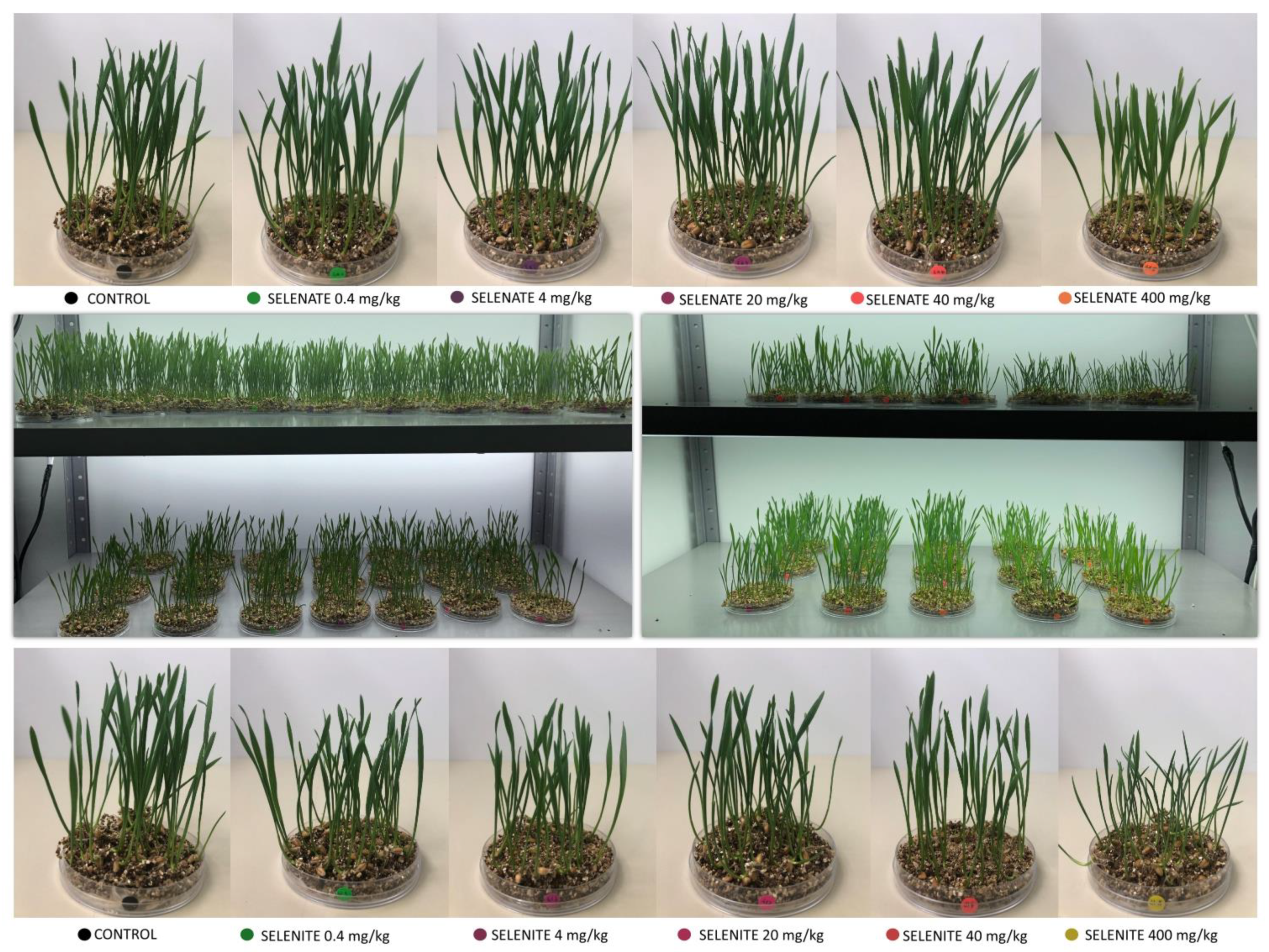 Agriculture 13 01632 g001