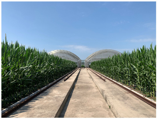 The Effect of Drip Irrigation Quota on Biochemical