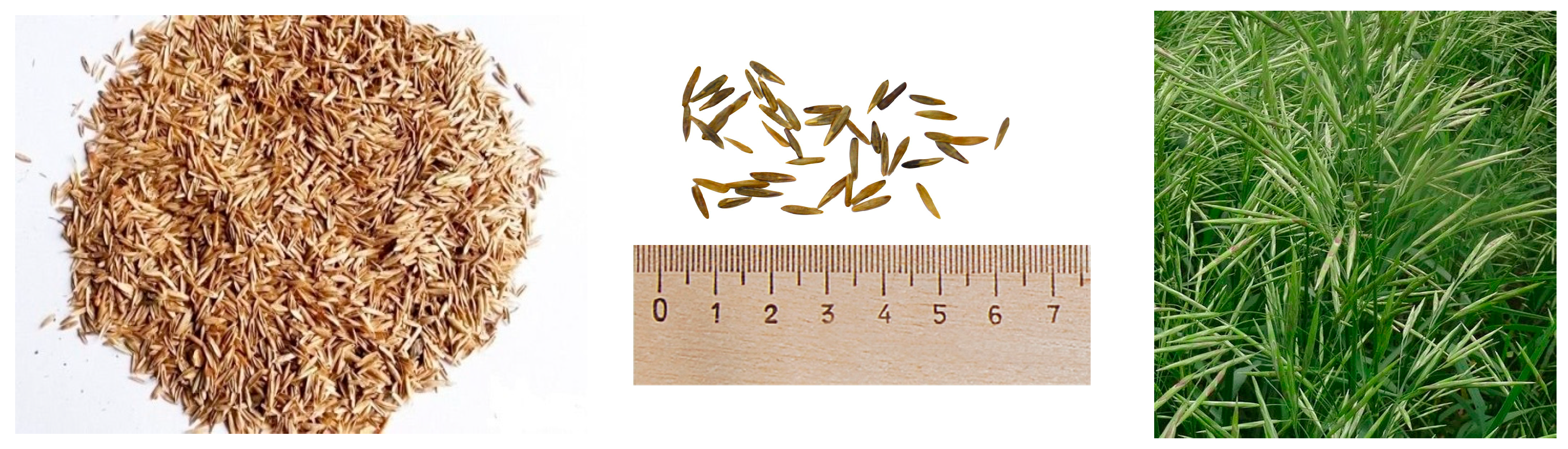 Agriculture 13 01687 g006