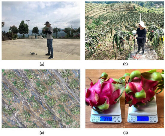 Remote Sensing Identification and Rapid Yield Estimation of