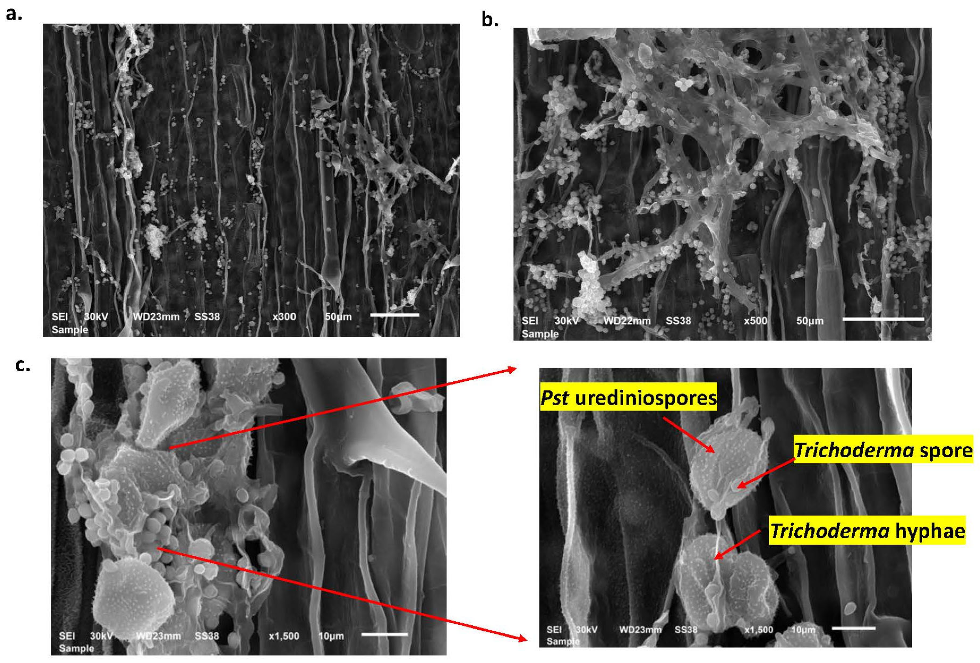 Agriculture 13 01755 g006 Agriculture 13 01755 g006