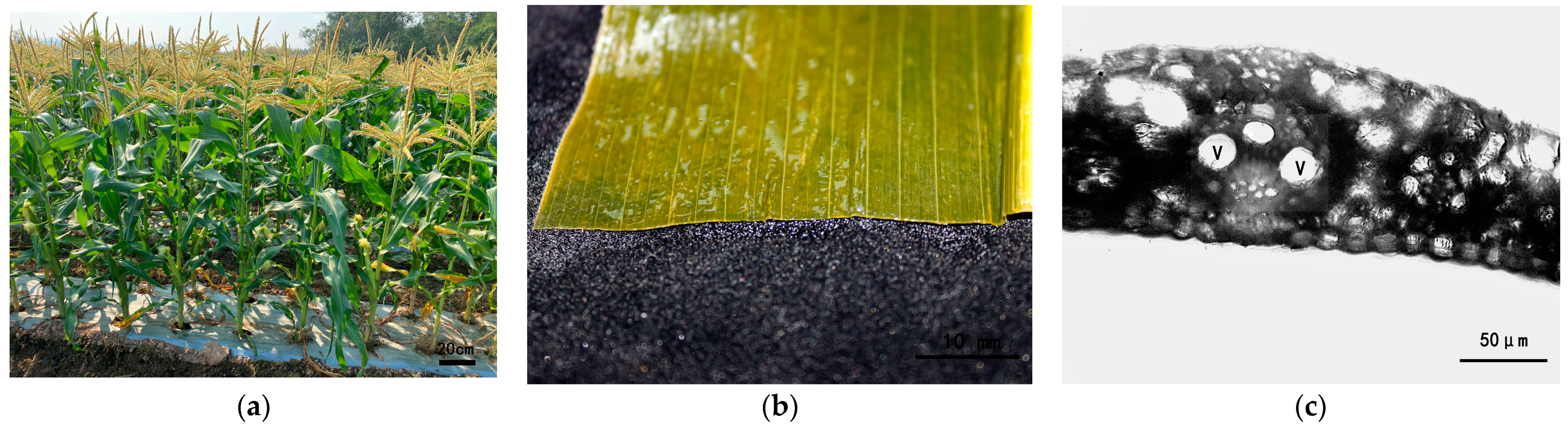 Agriculture 13 01867 g002 Agriculture 13 01867 g002