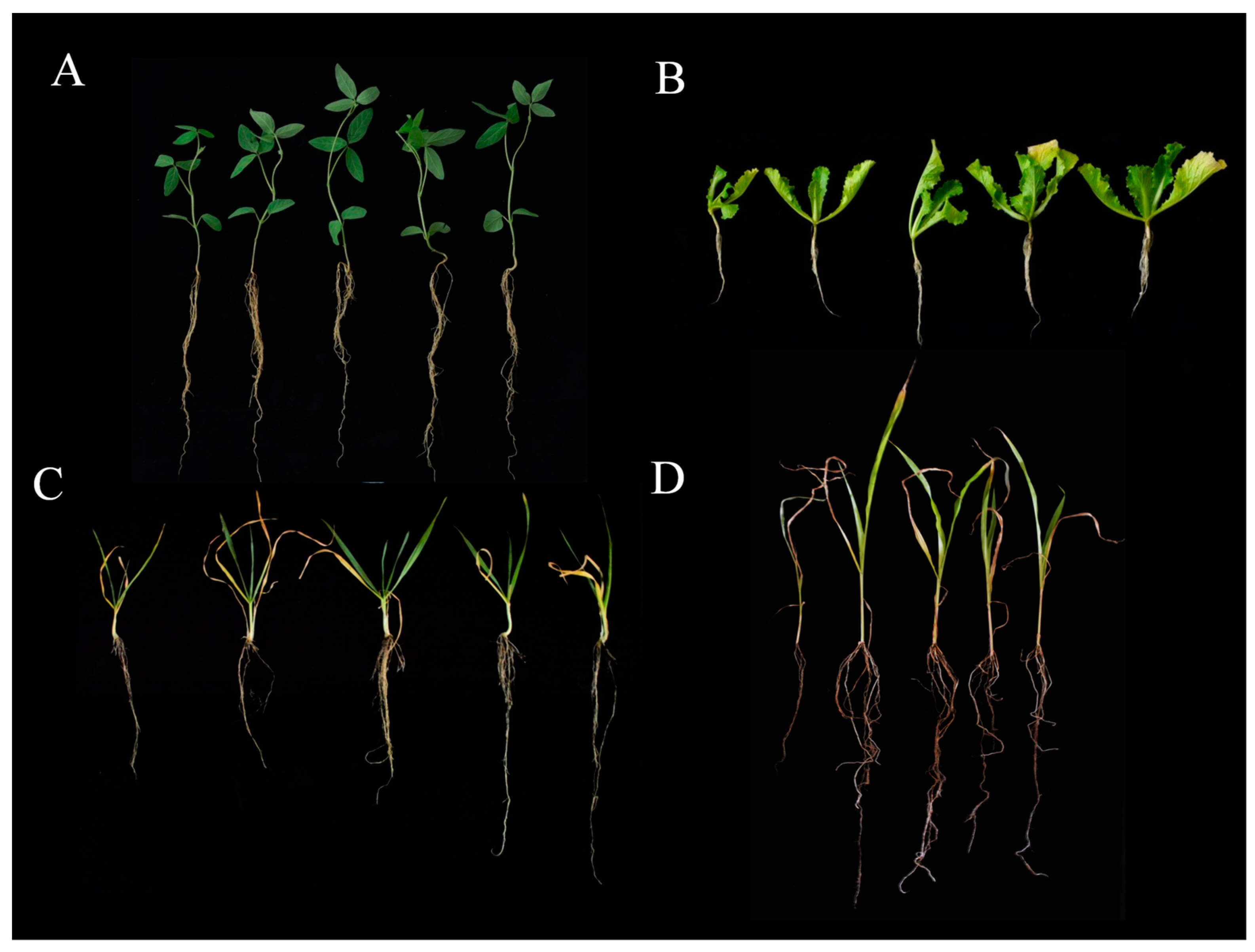 Agriculture 13 01889 g006