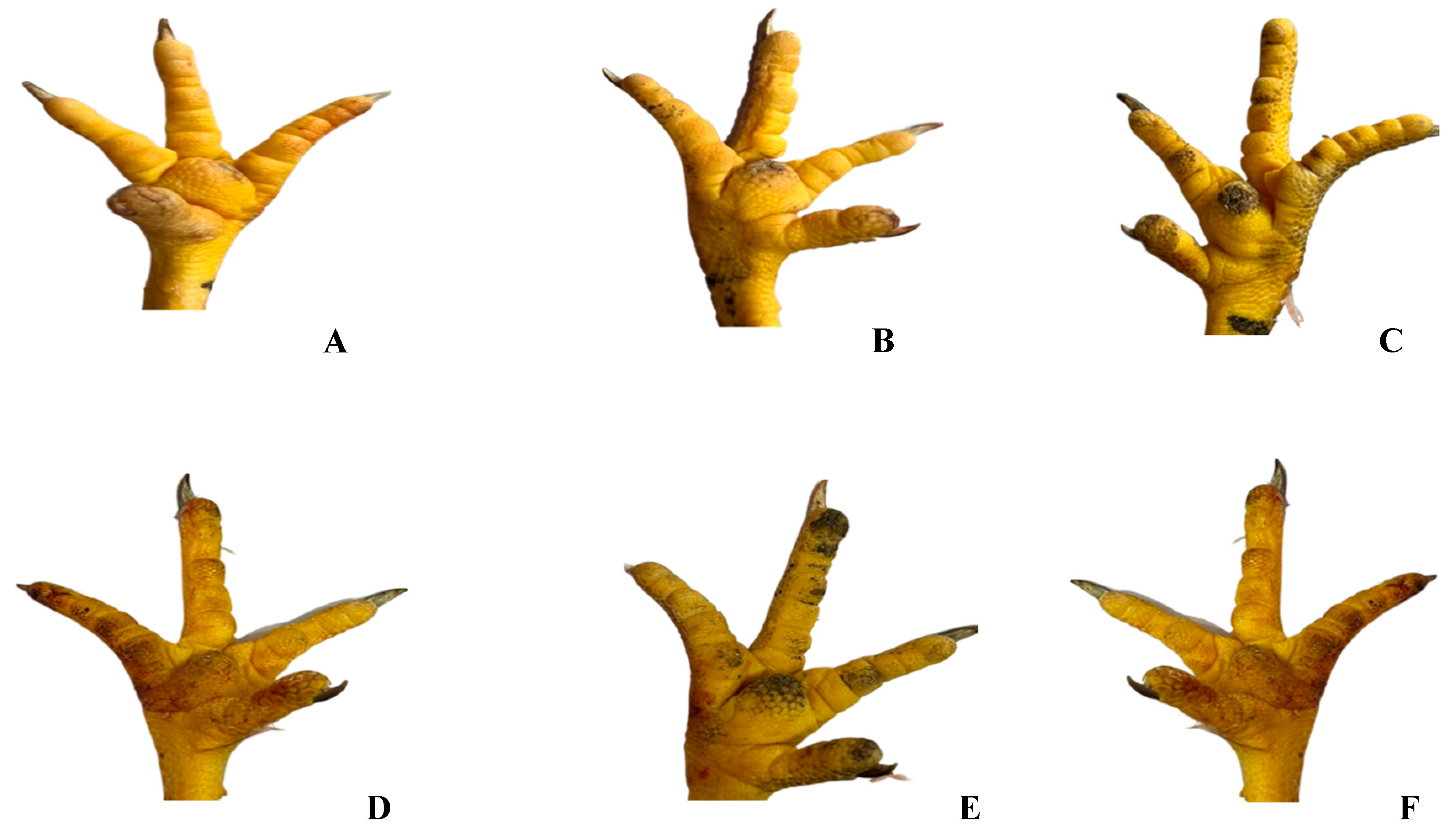 Agriculture 13 01906 g002 Agriculture 13 01906 g002