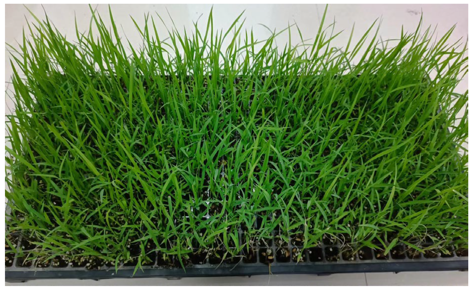 Agriculture 13 01920 g020