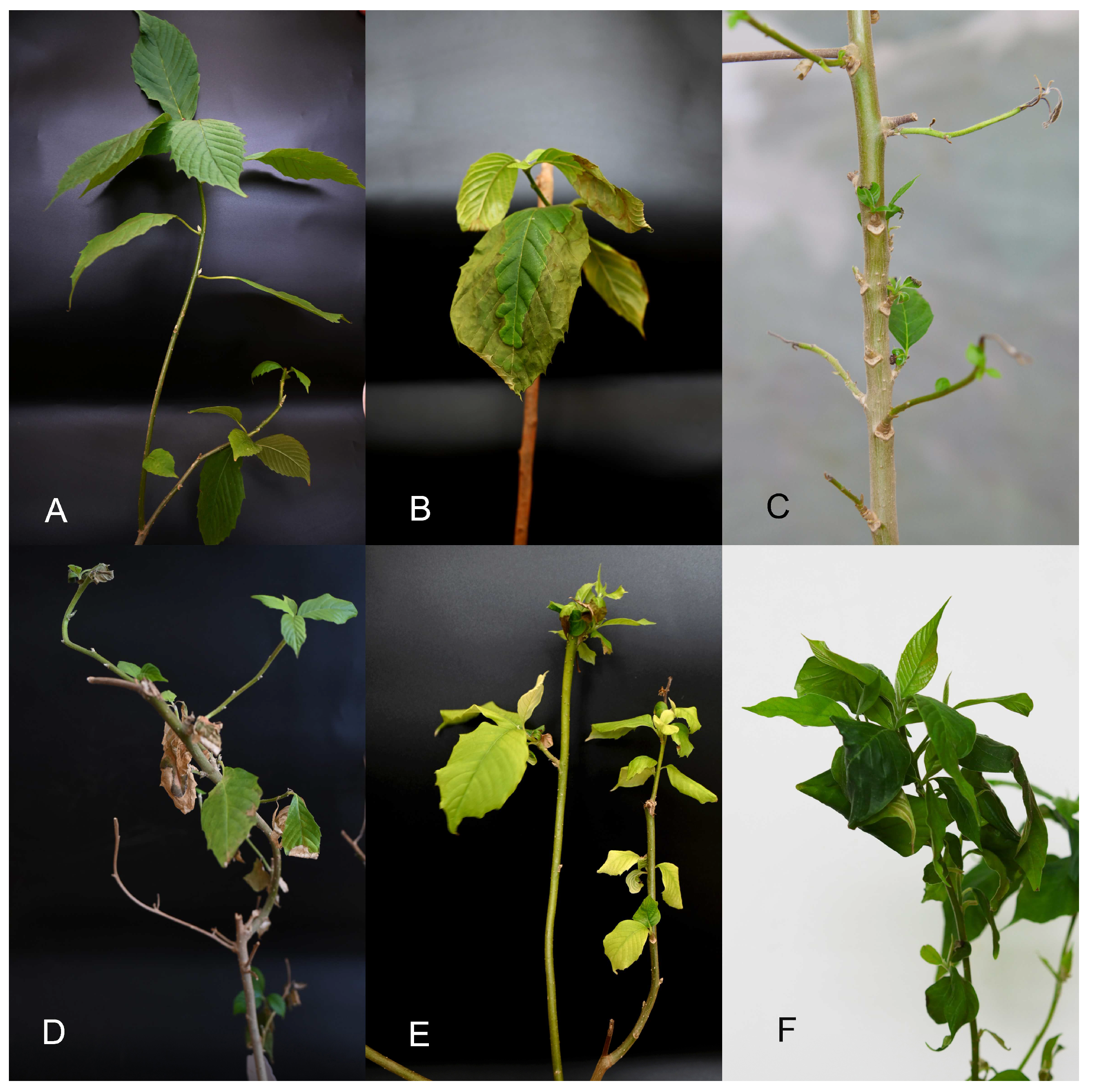 Agriculture 13 01943 g001