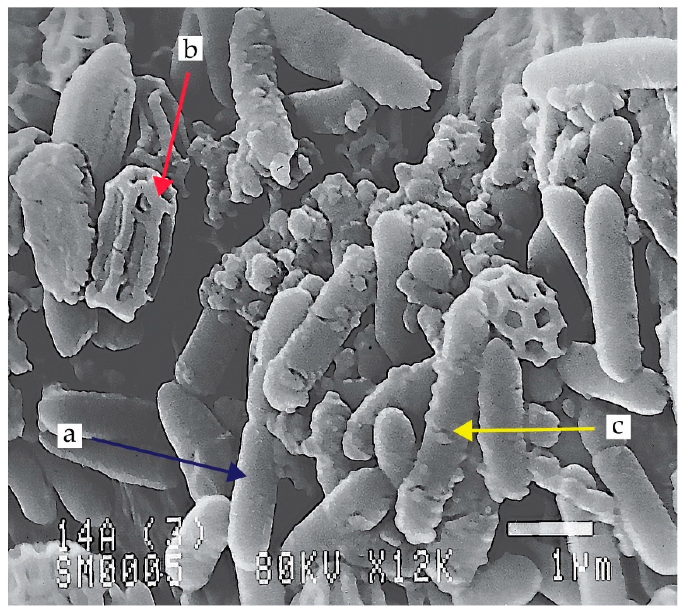 Agriculture 13 01979 g001 Agriculture 13 01979 g001