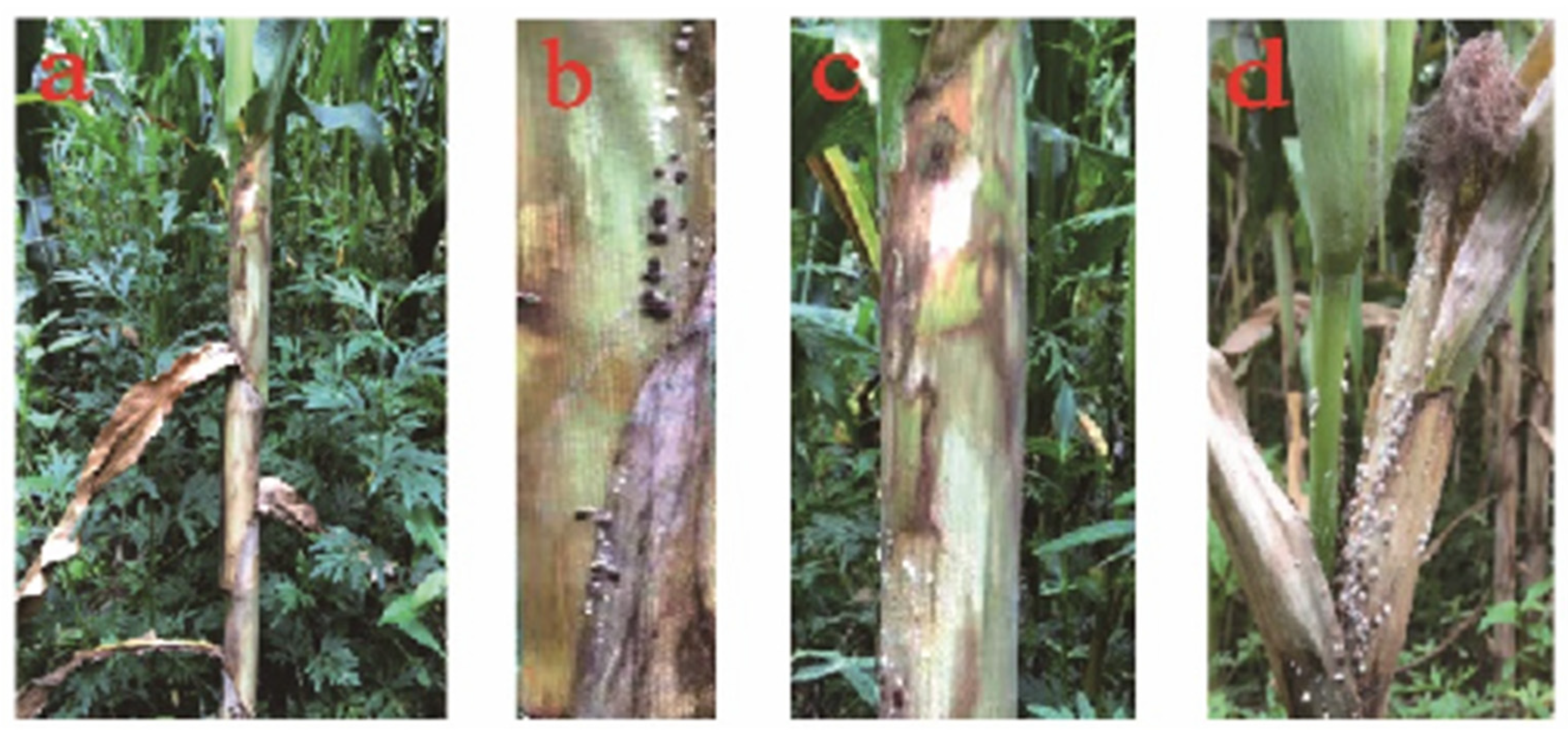 Agriculture 13 02006 g001