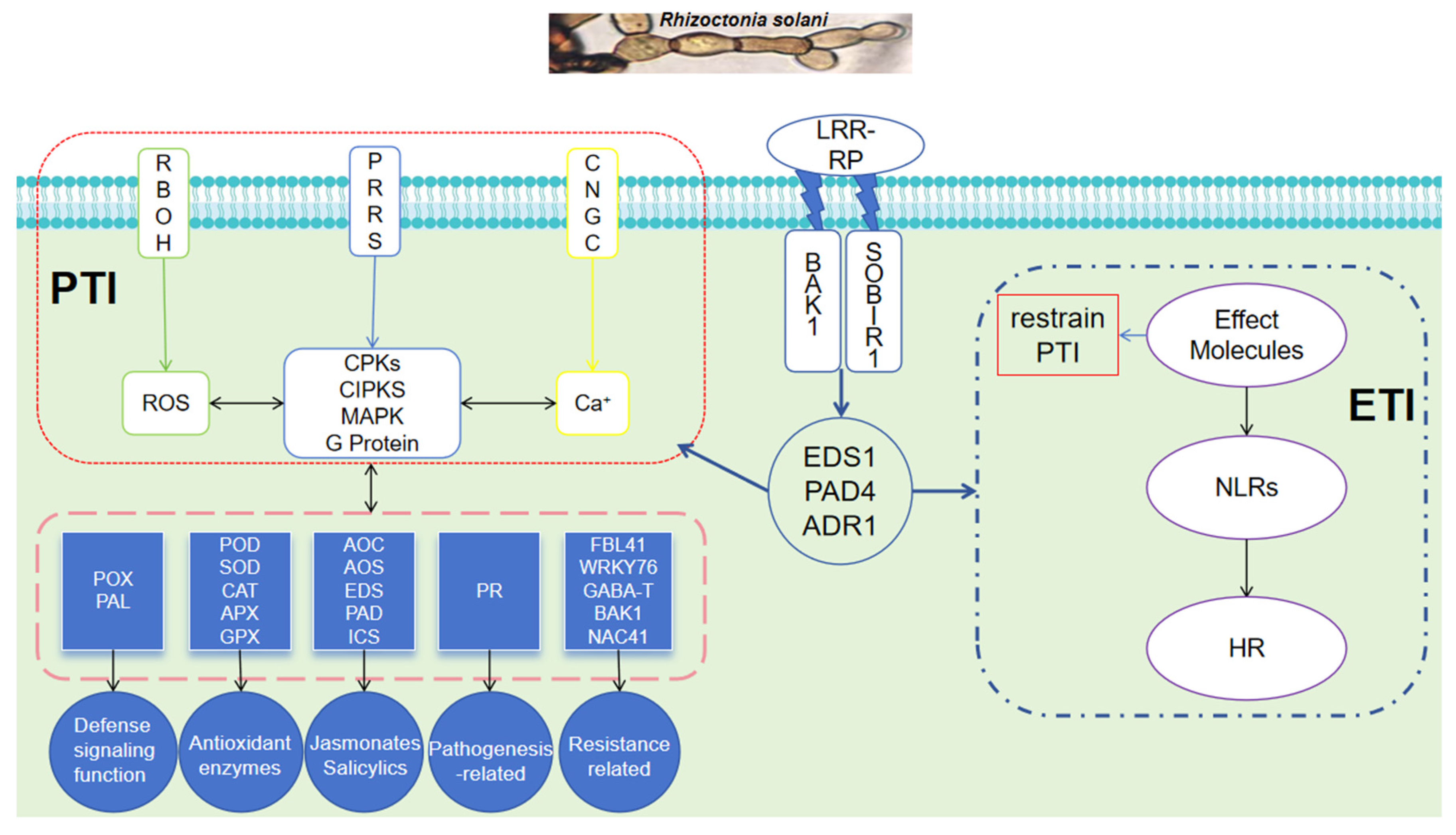 Agriculture 13 02006 g004