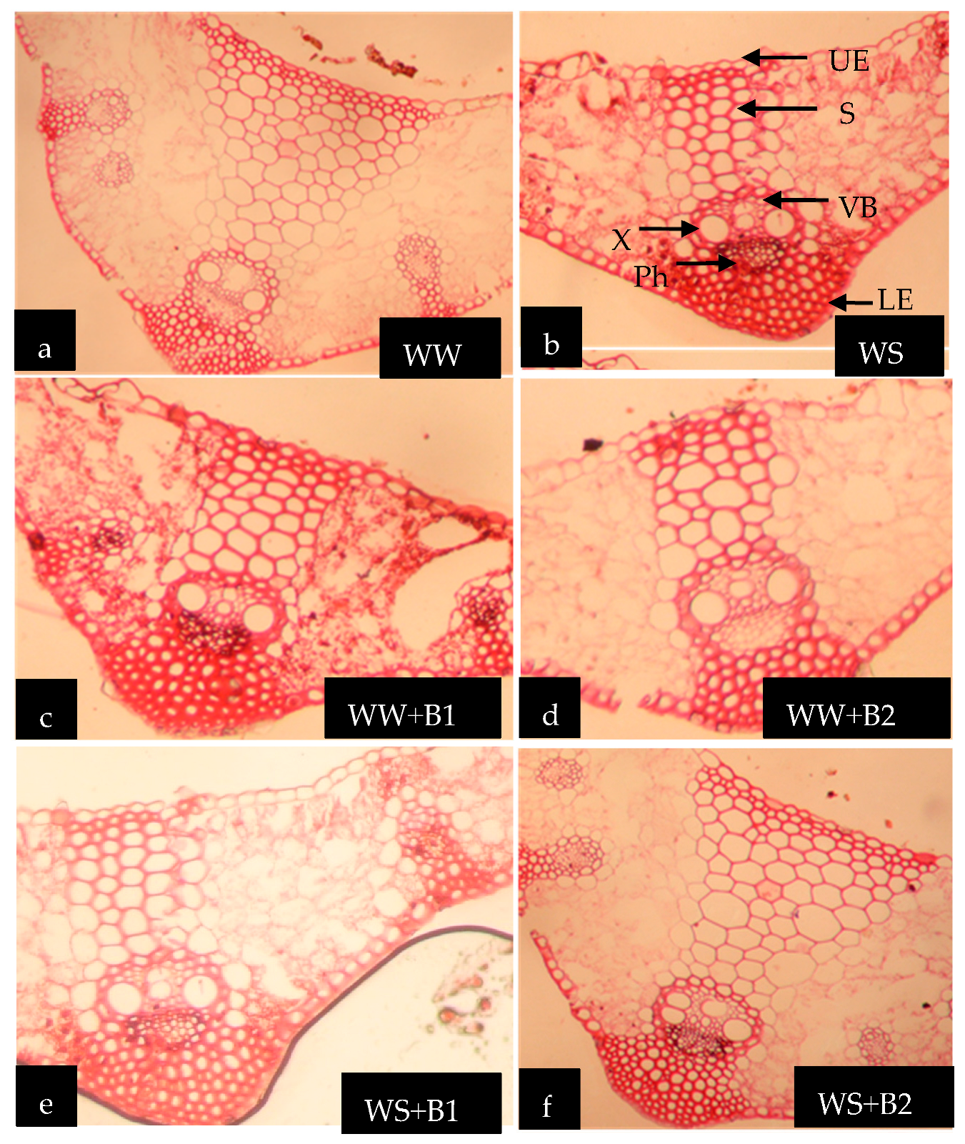 Agriculture 13 02042 g005 Agriculture 13 02042 g005