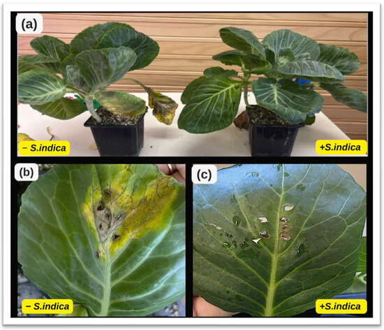 Serendipita indica as a Plant Growth Promoter and Biocontrol Serendipita indica as a Plant Growth Promoter and Biocontrol
