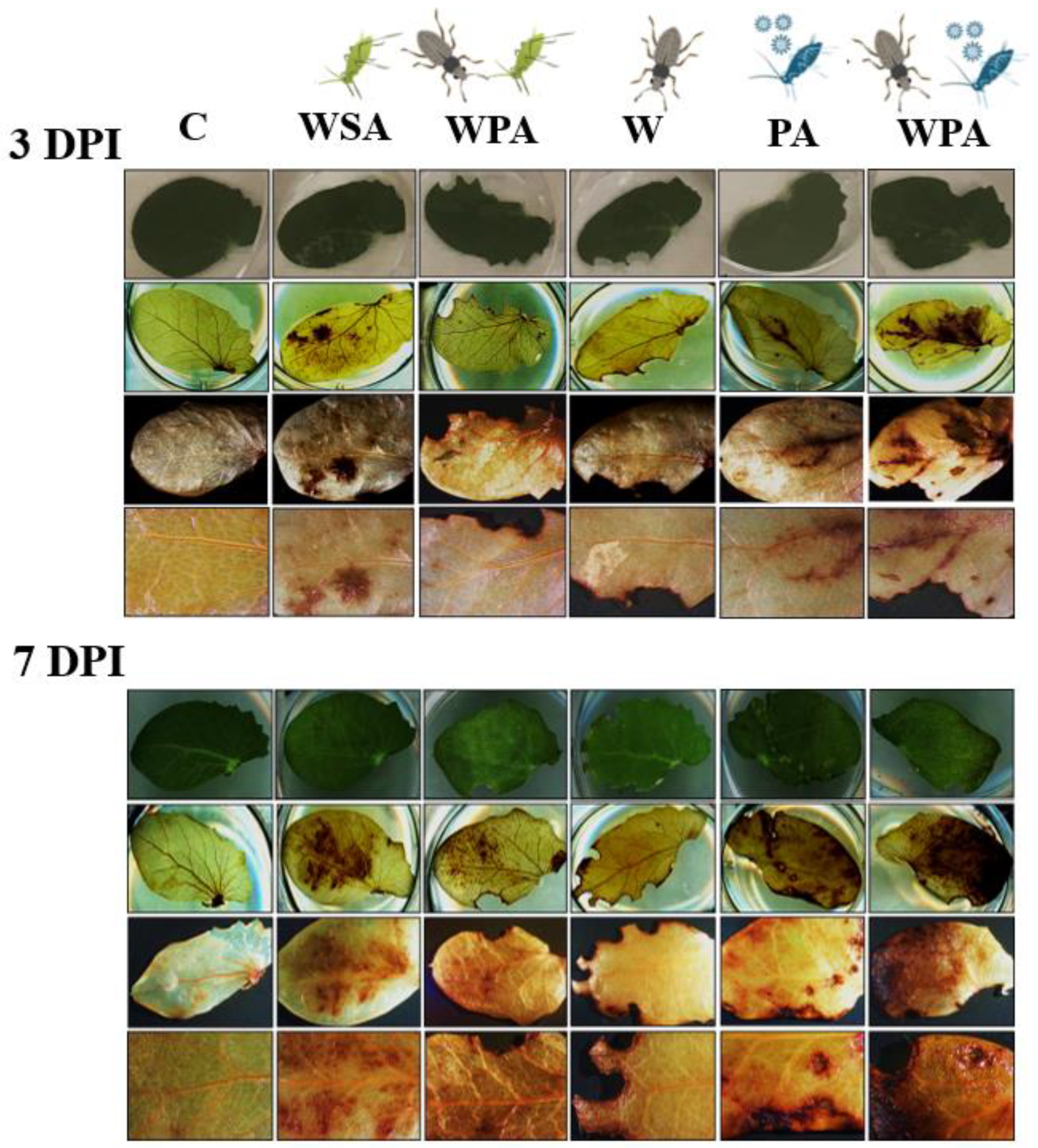 Agriculture 13 02093 g002