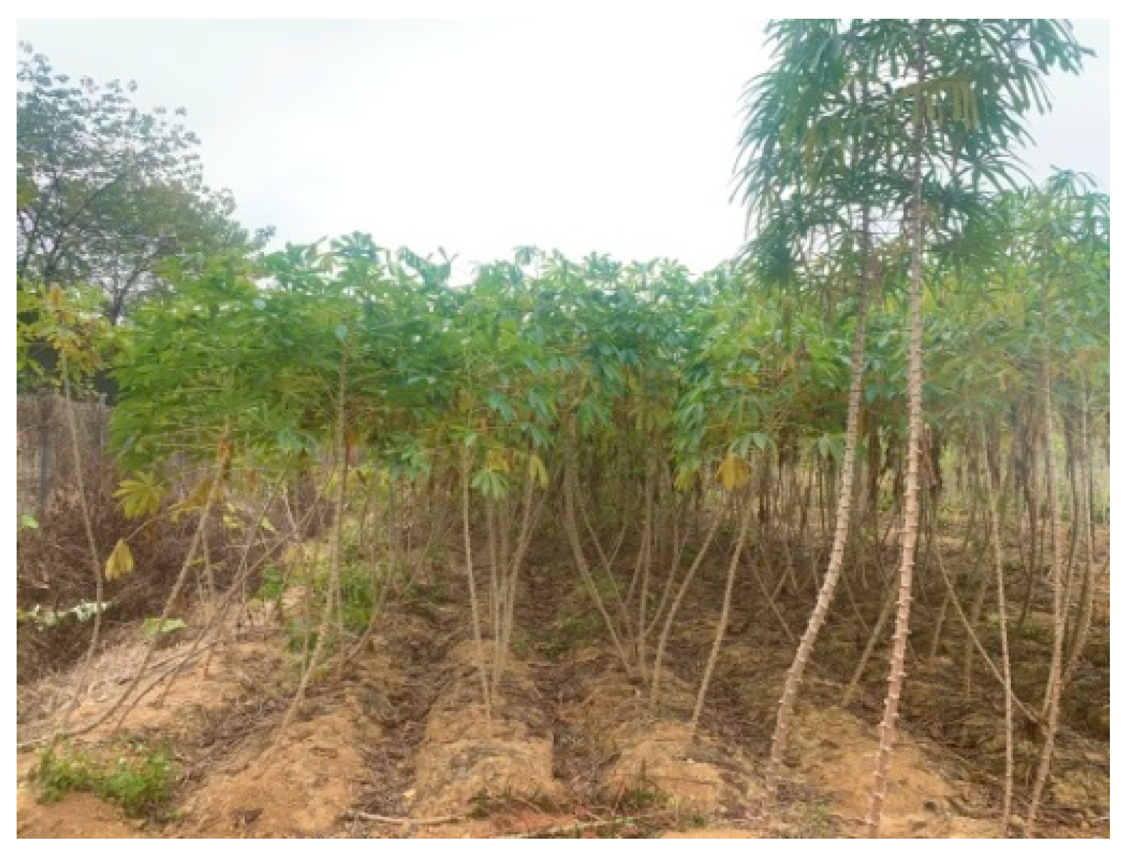 Agriculture 13 02144 g002