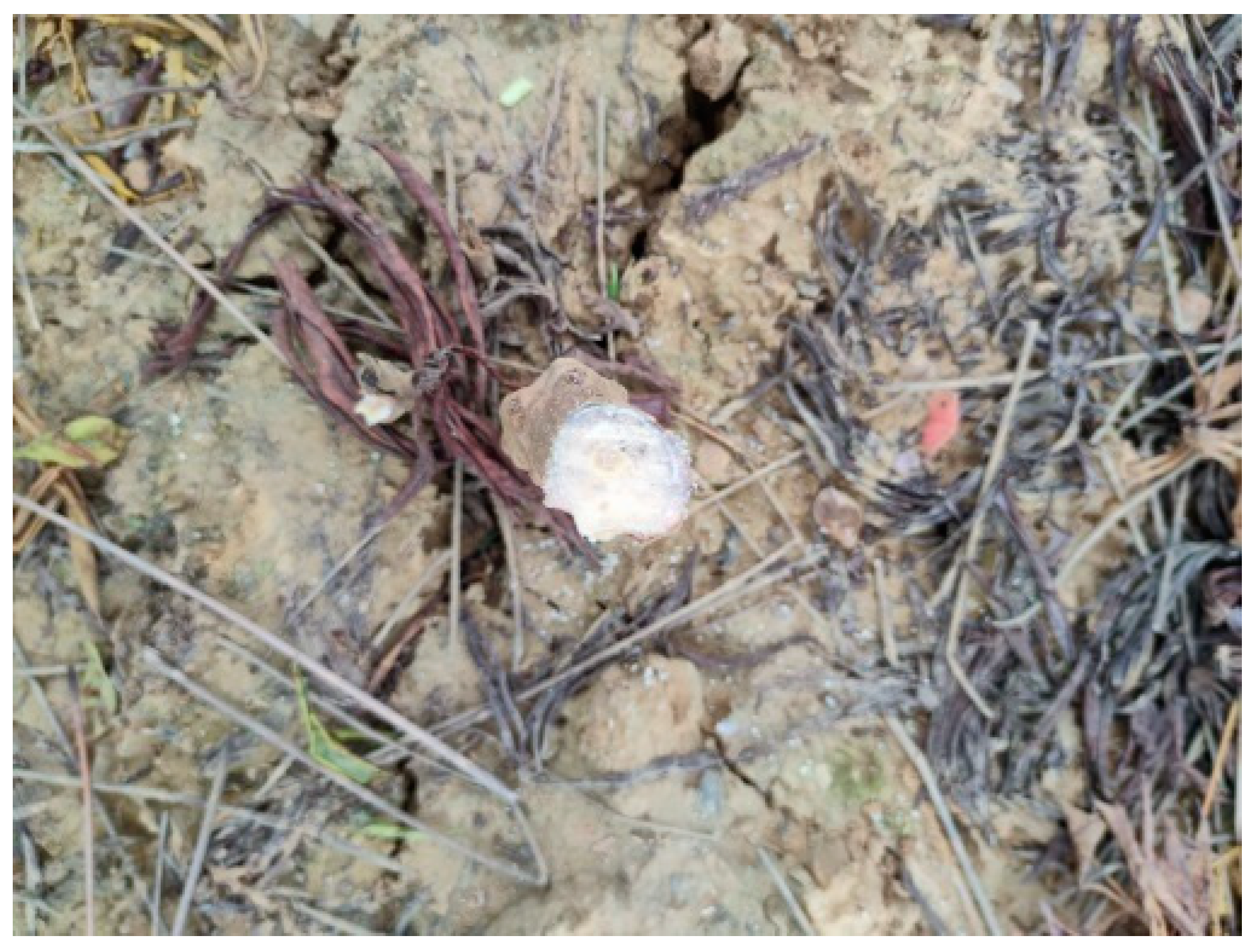 Agriculture 13 02144 g006