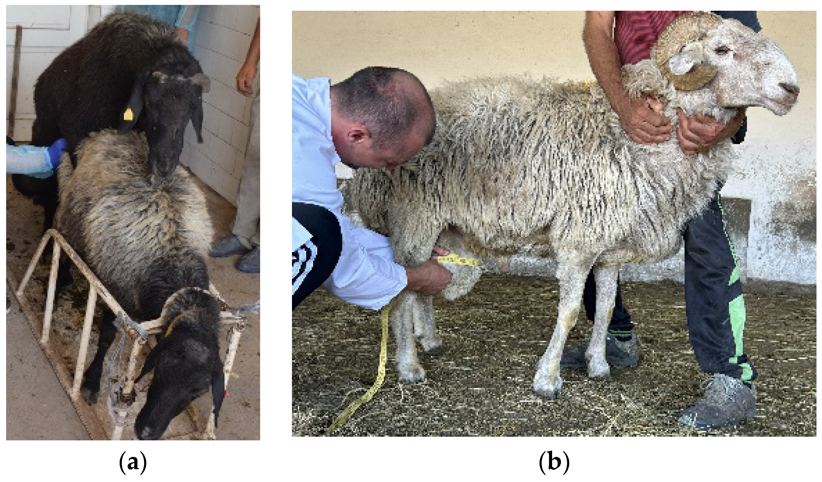 Agriculture 13 02168 g002